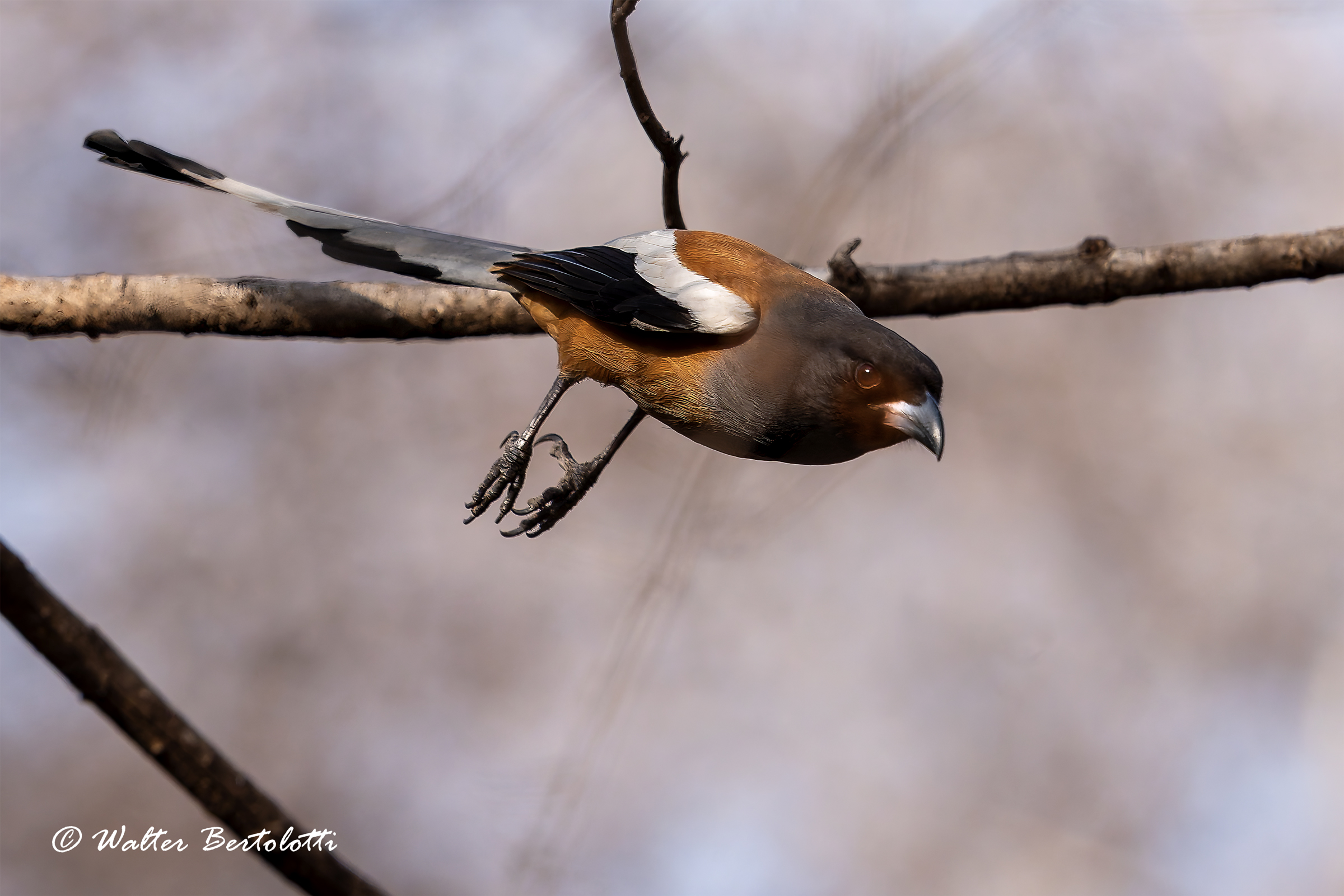 Dendrocitta vagabunda