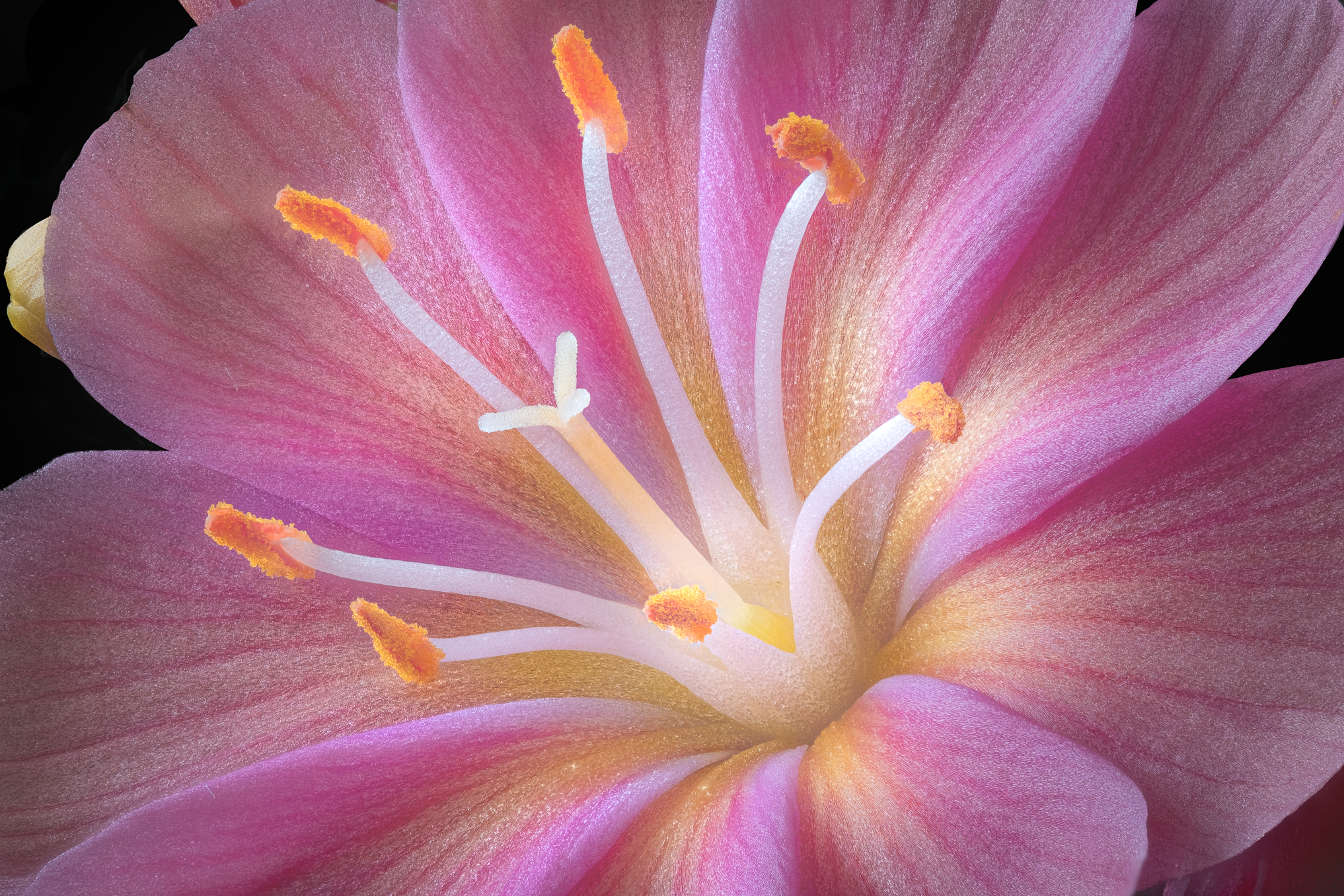 Lewisia radiosa