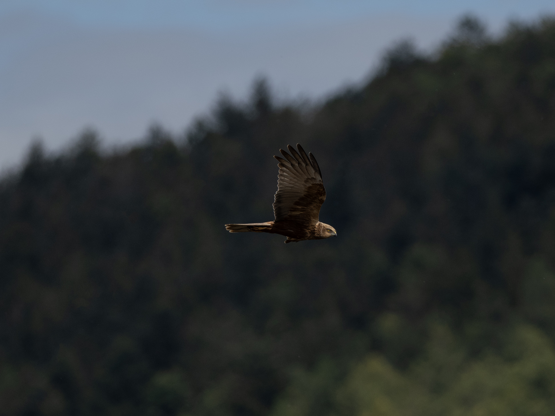 Marsh Harrier