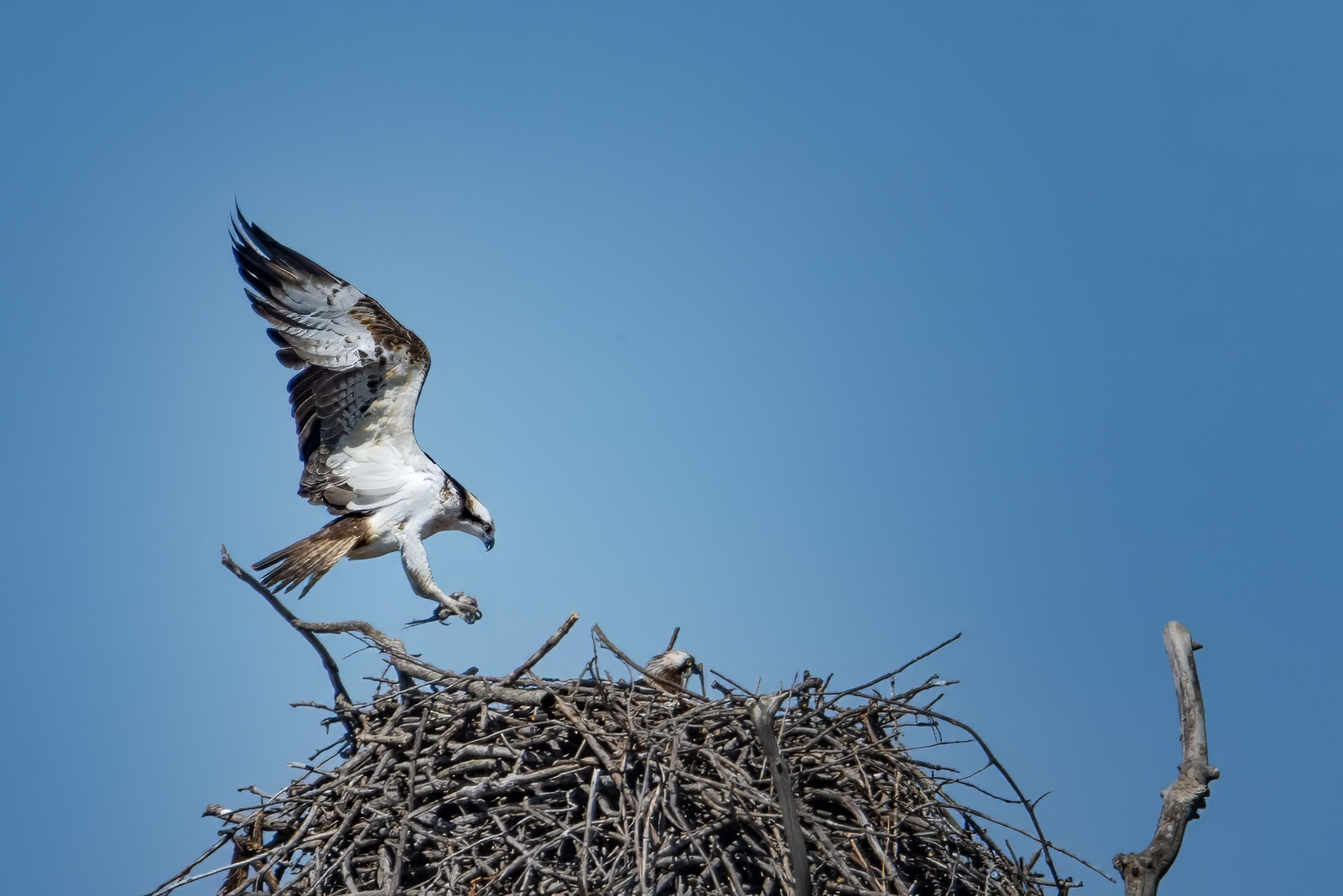 Il “papi” ha fatto la spesa..