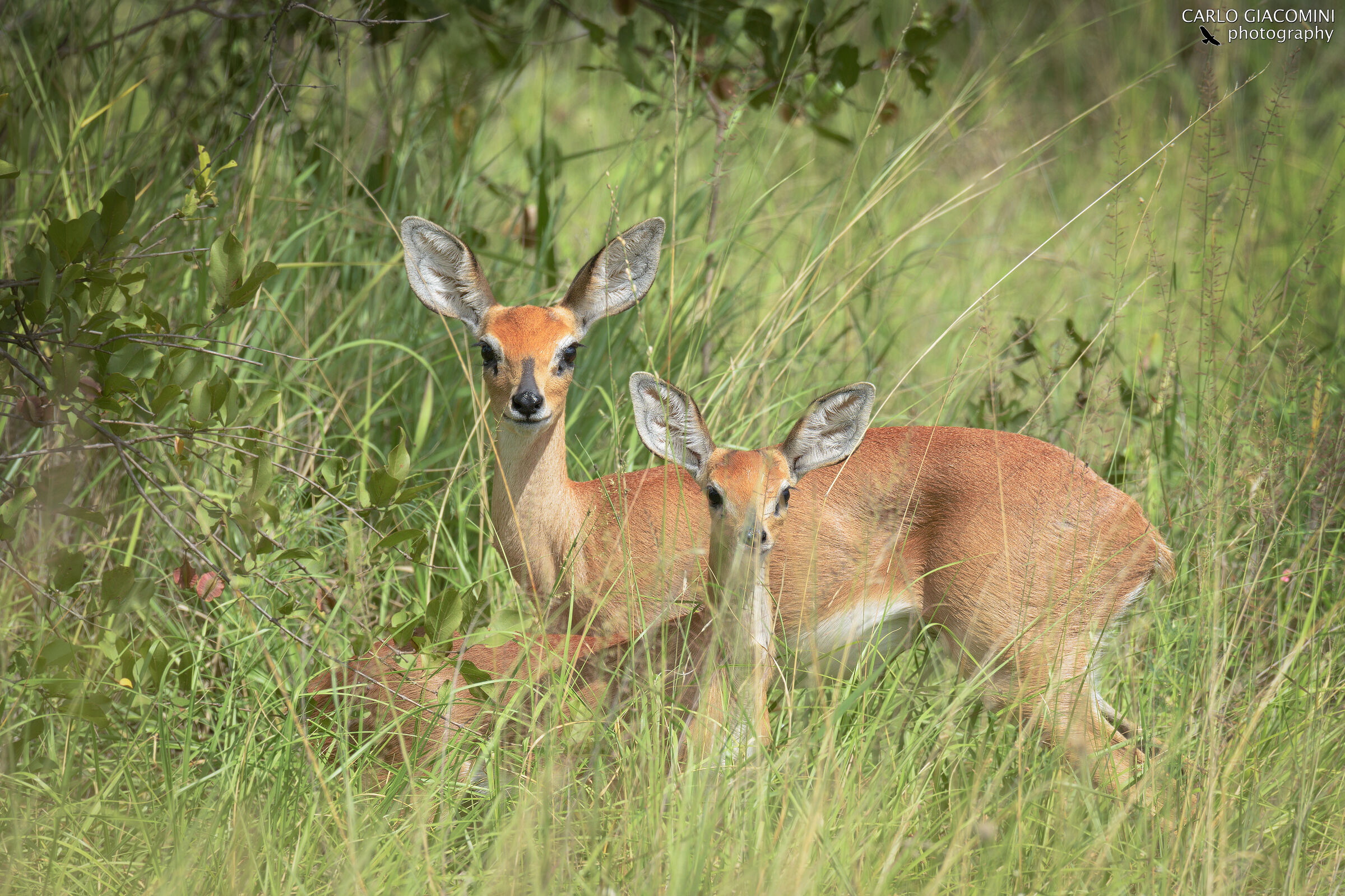 Steenbok