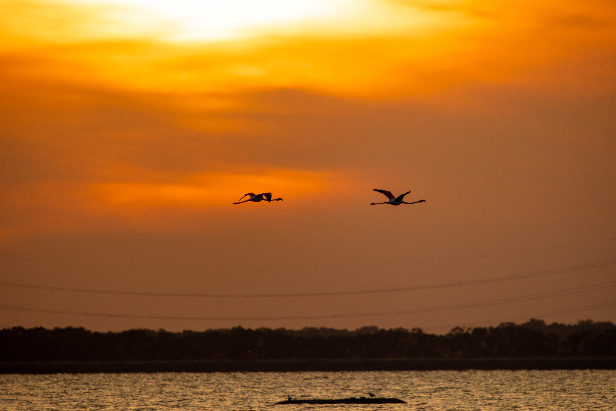 tramonto con fenicotteri