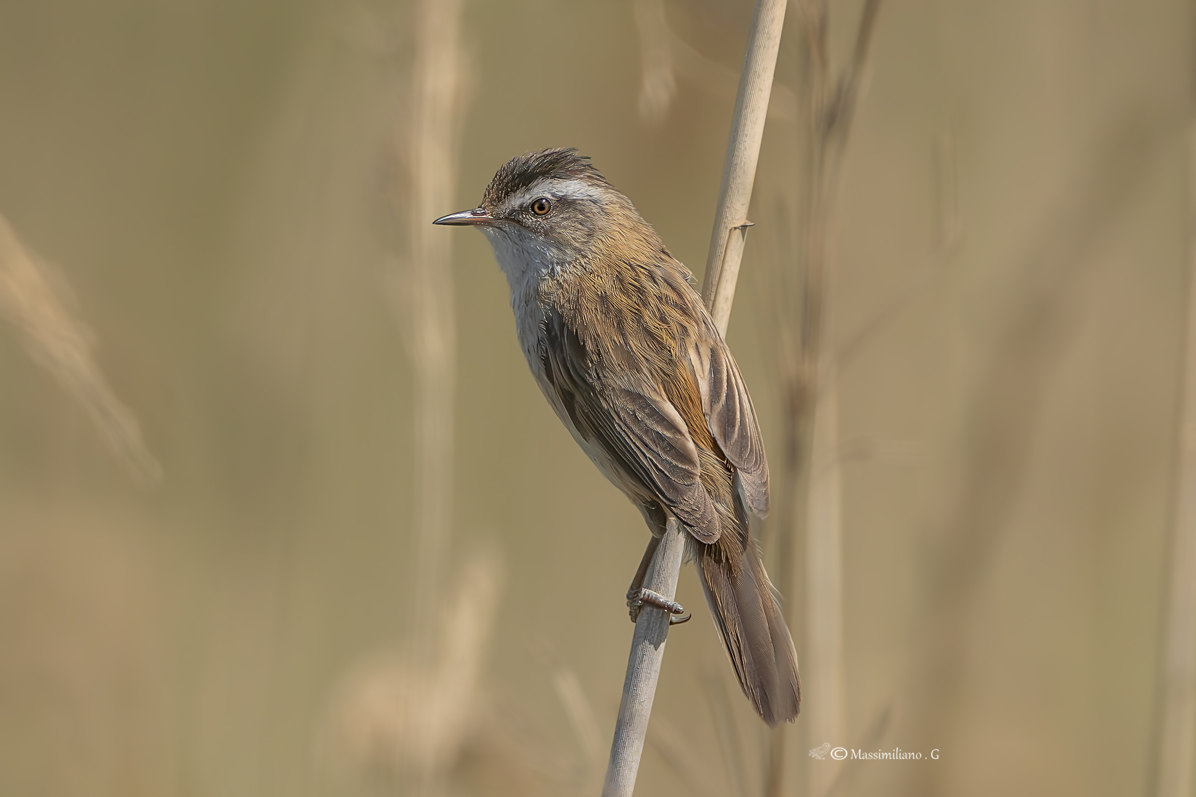 Sedge warbler