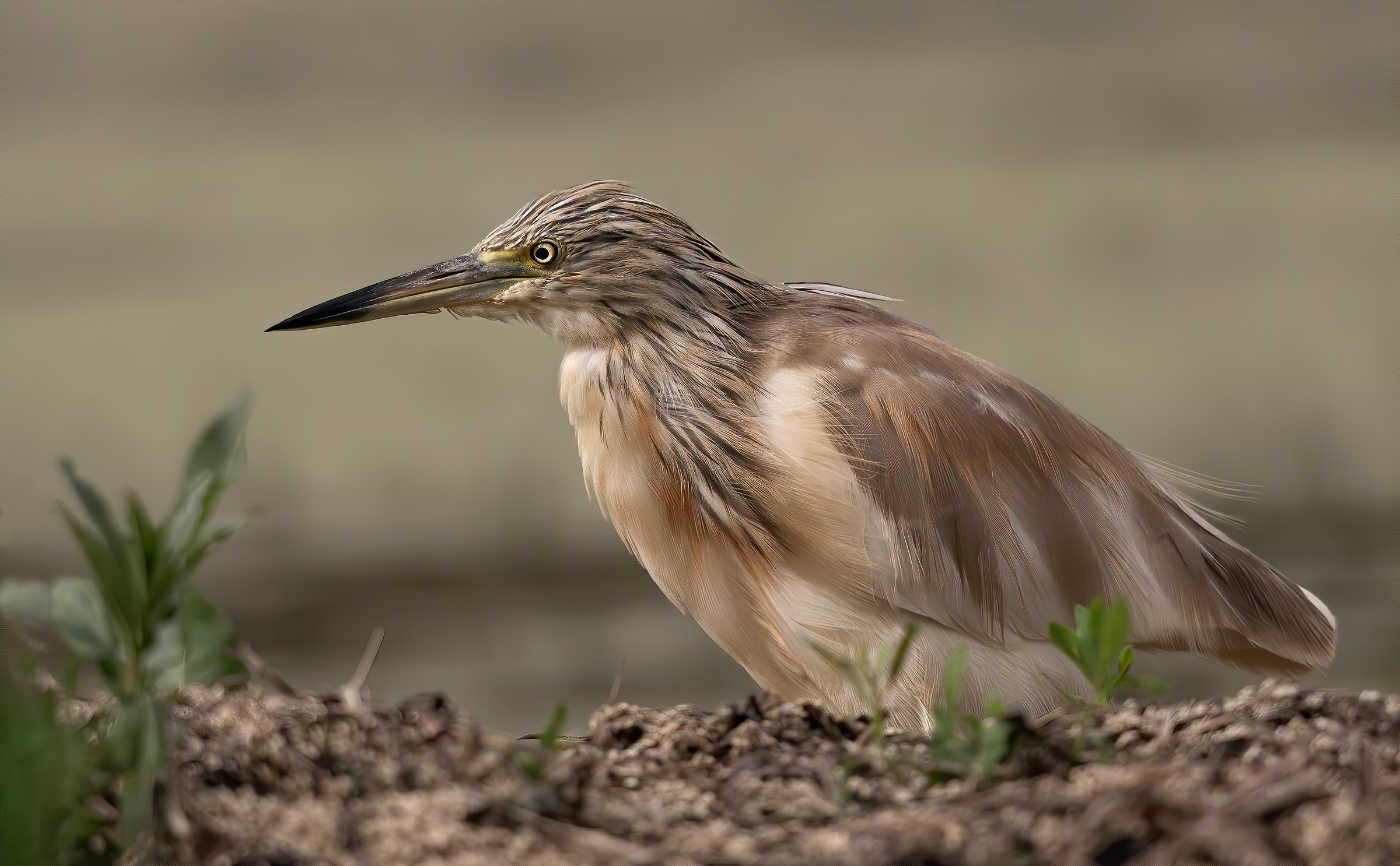 Squacco heron