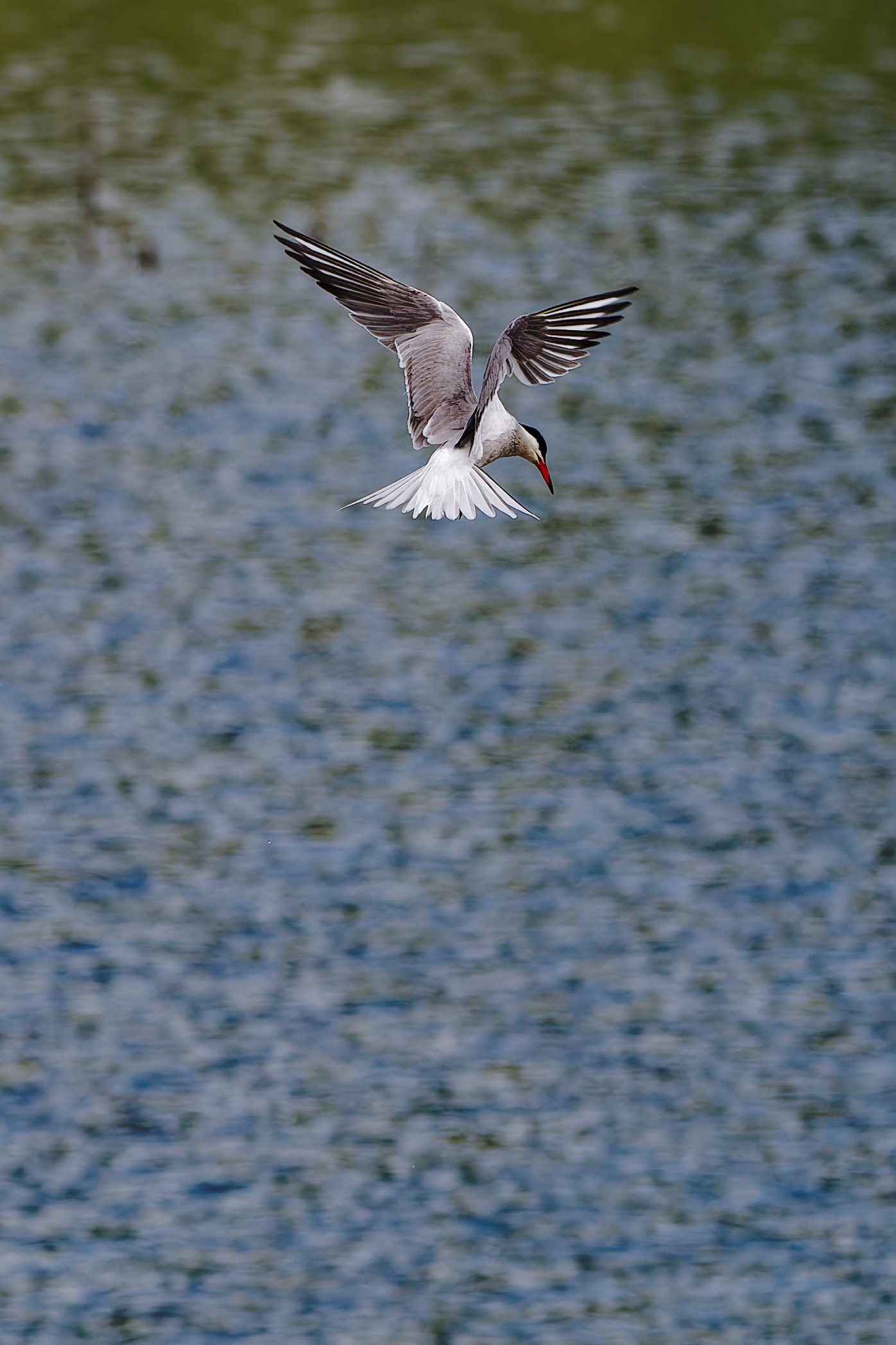 Tern ready to dive