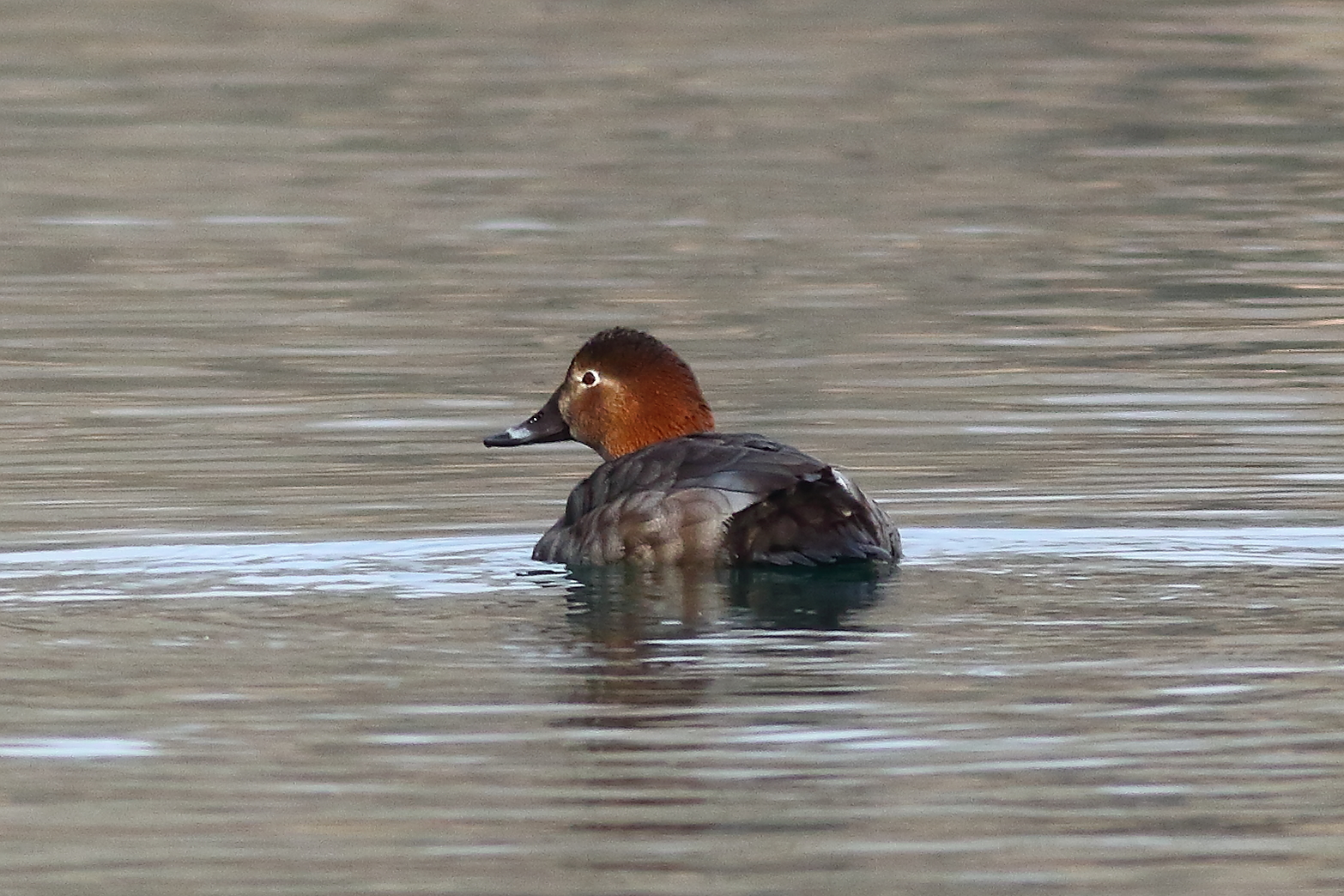 Pochard F February 21, 2024 -6750