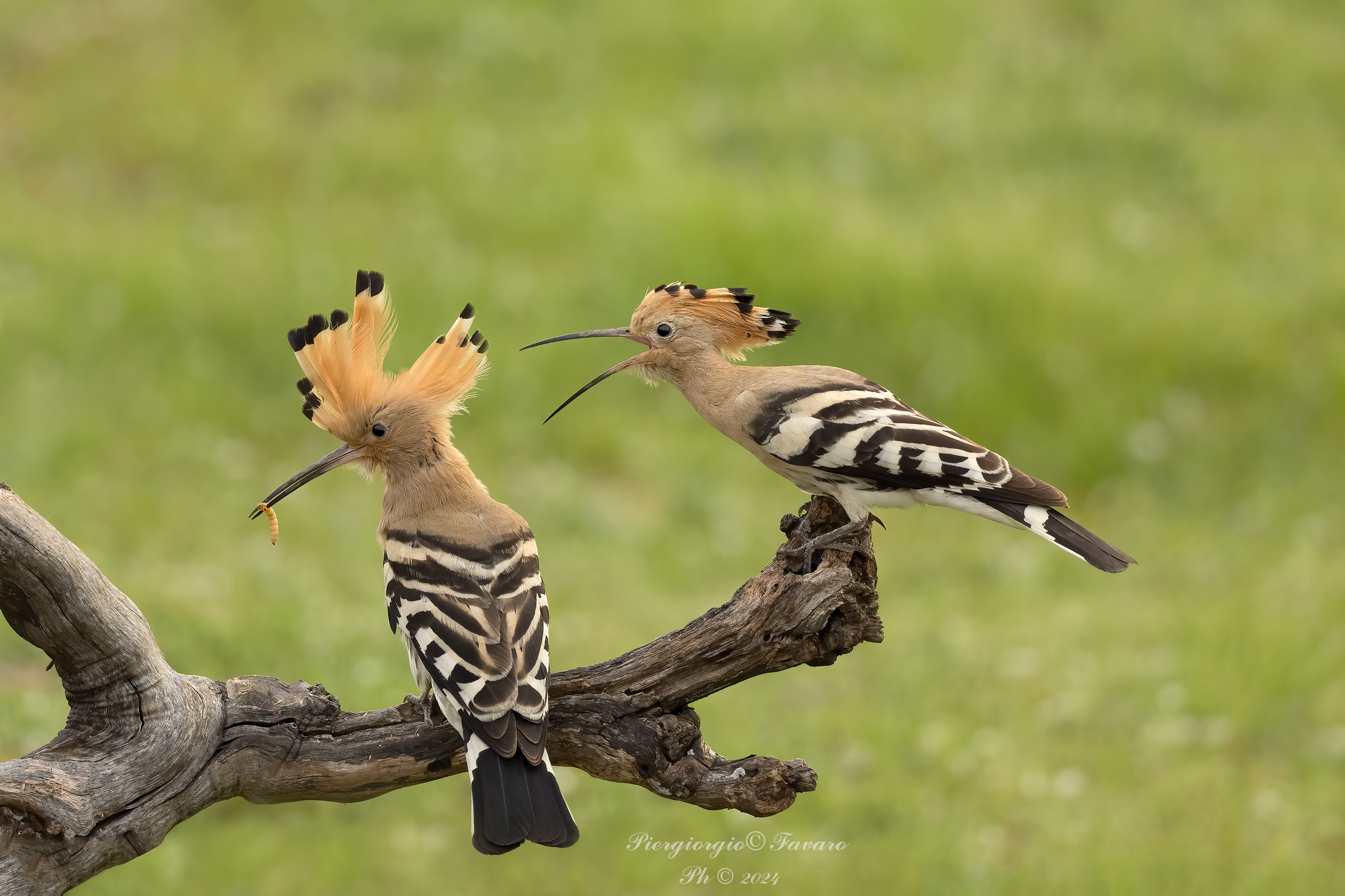 Hoopoe.