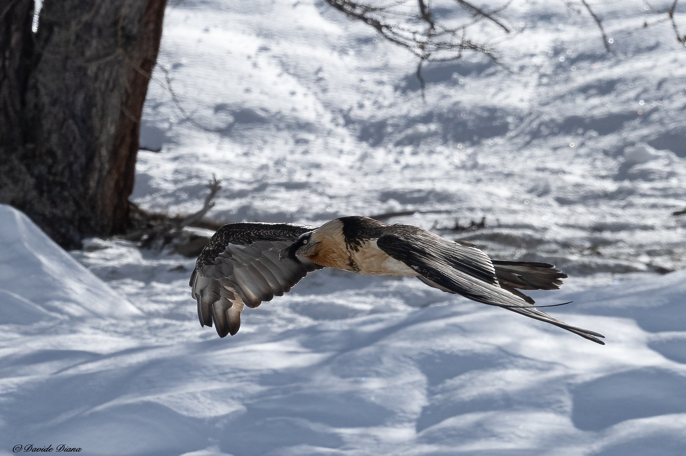 Gypaetus barbatus - Gran Paradiso National Park