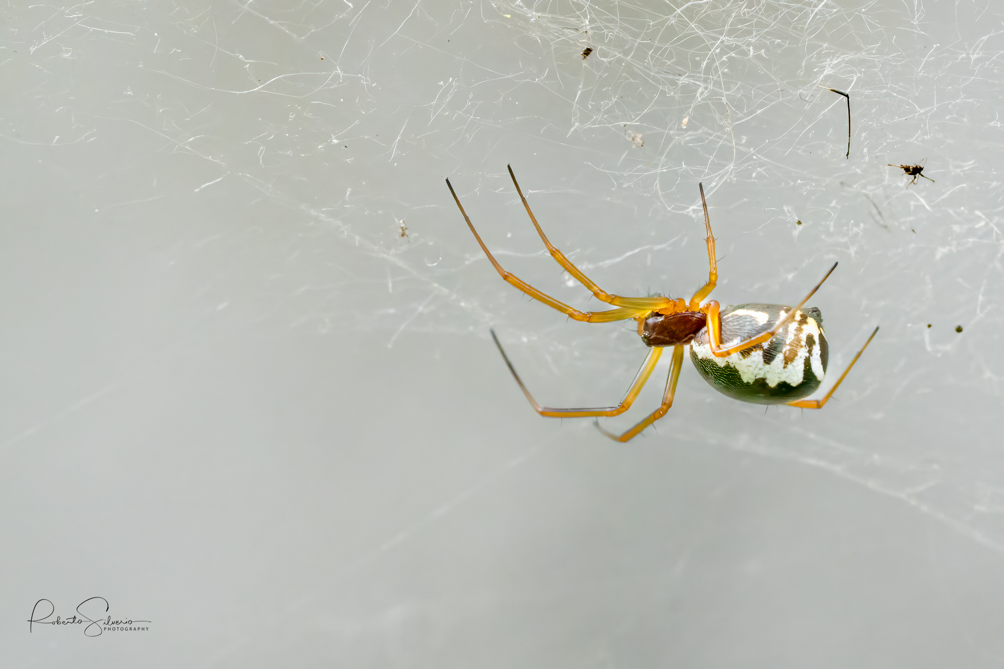 Spider