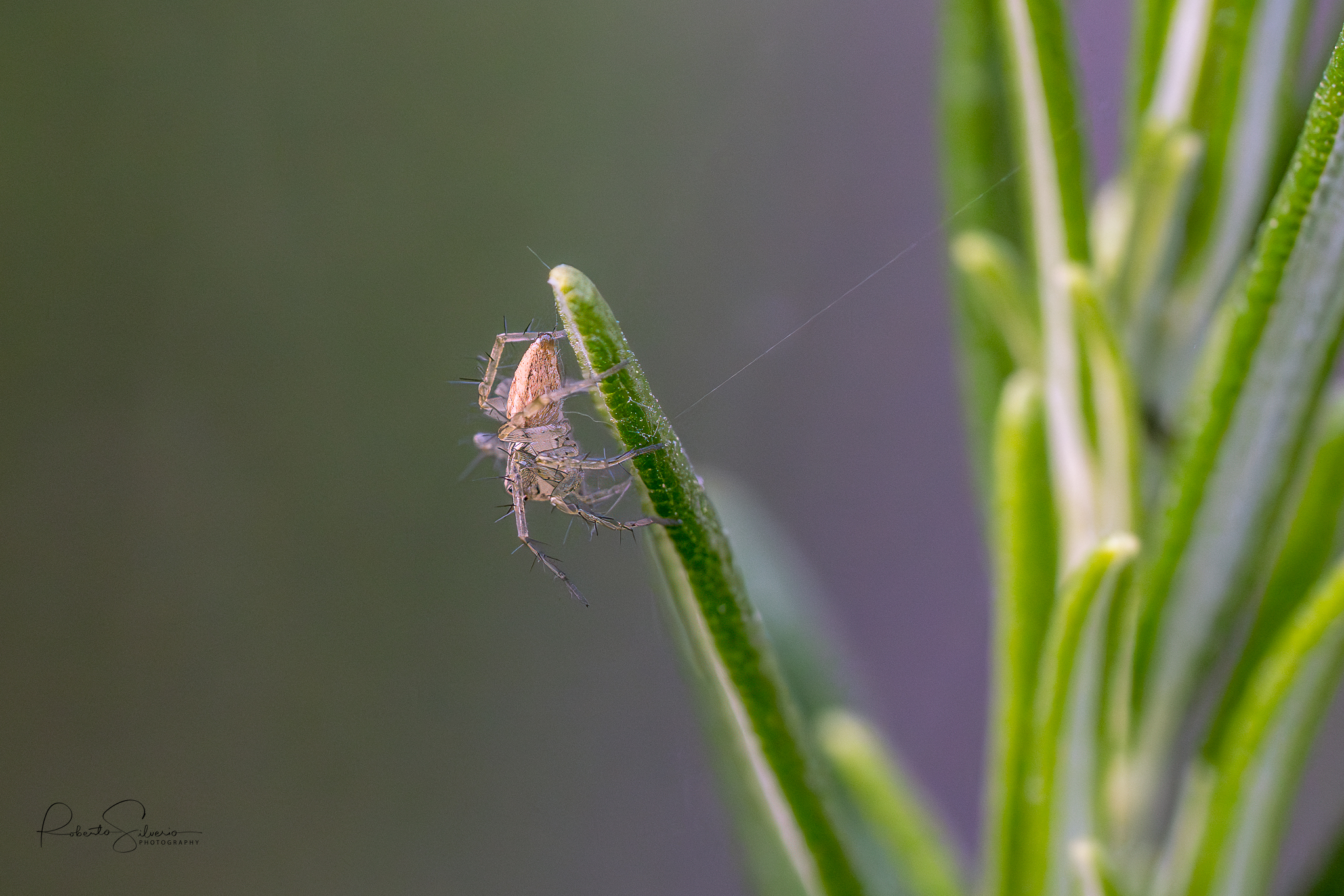 Spider