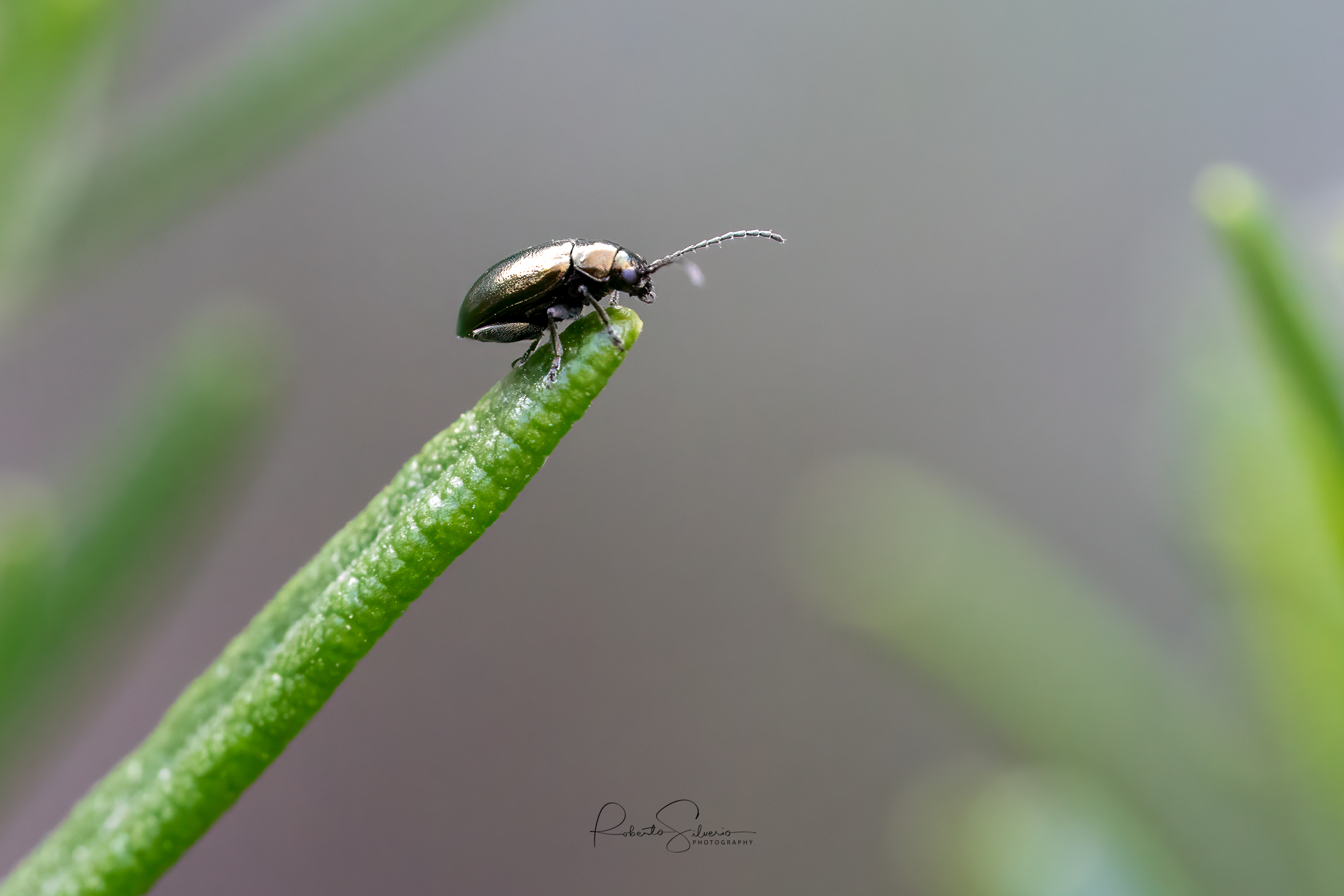 Insect