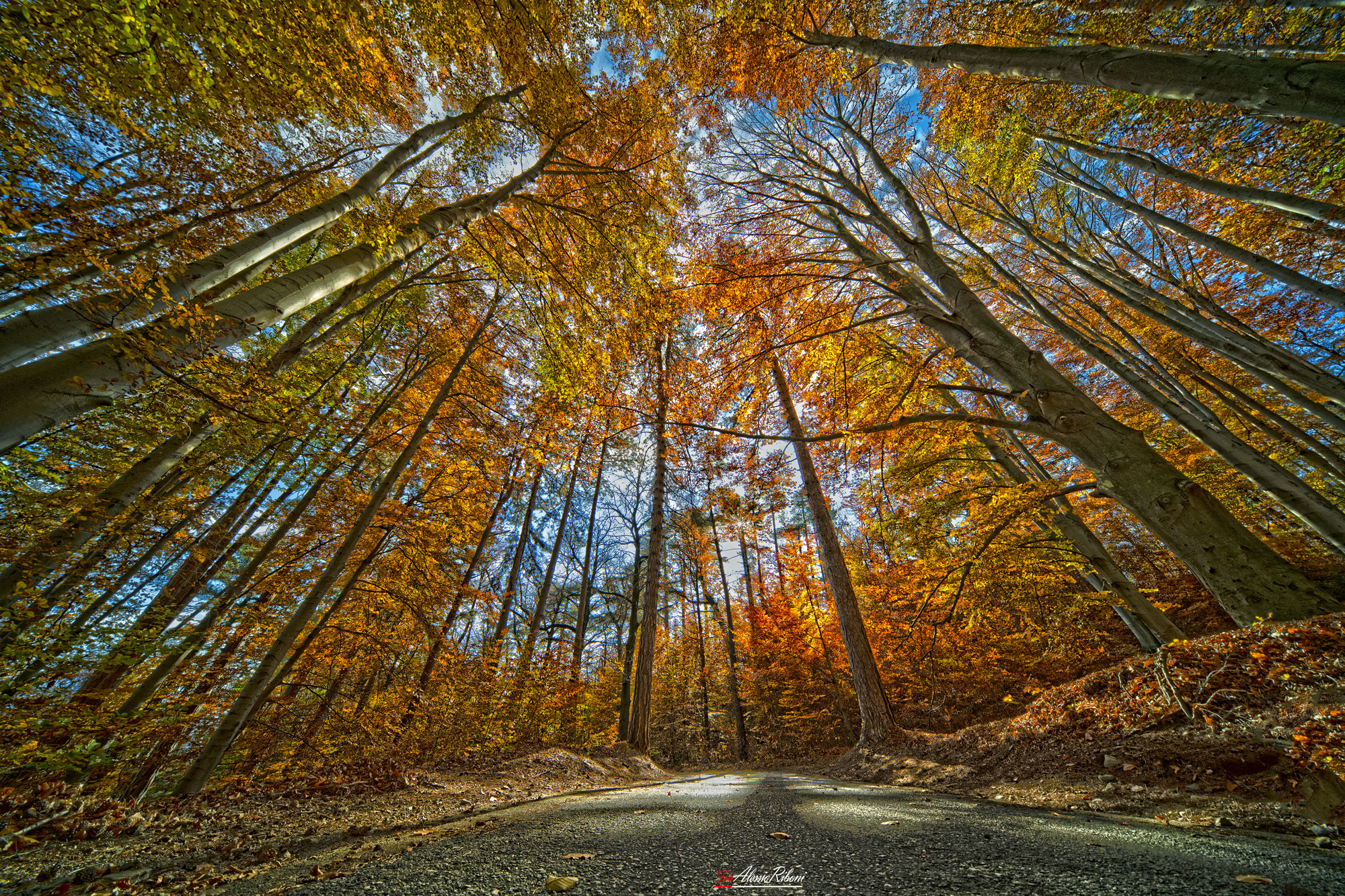 Passeggiando tra i Faggeti
