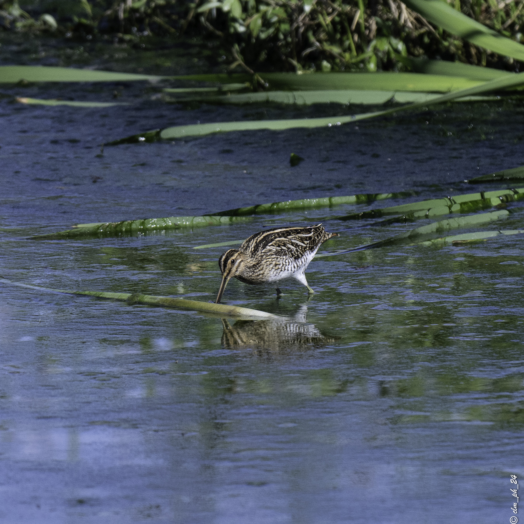 Centro Cicogne di Racconigi ... Snipe