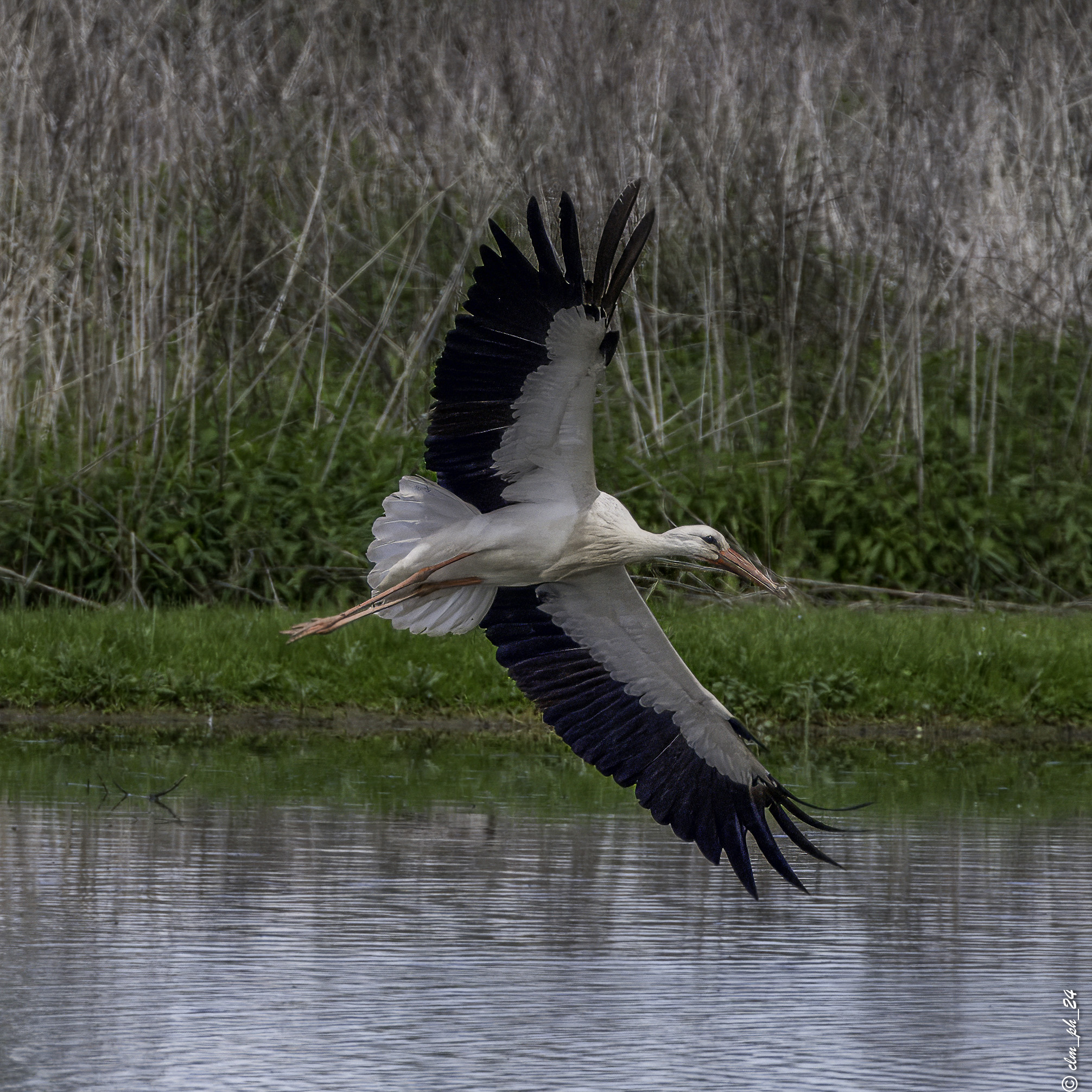 Stork Center of Racconigi stork in the wetland