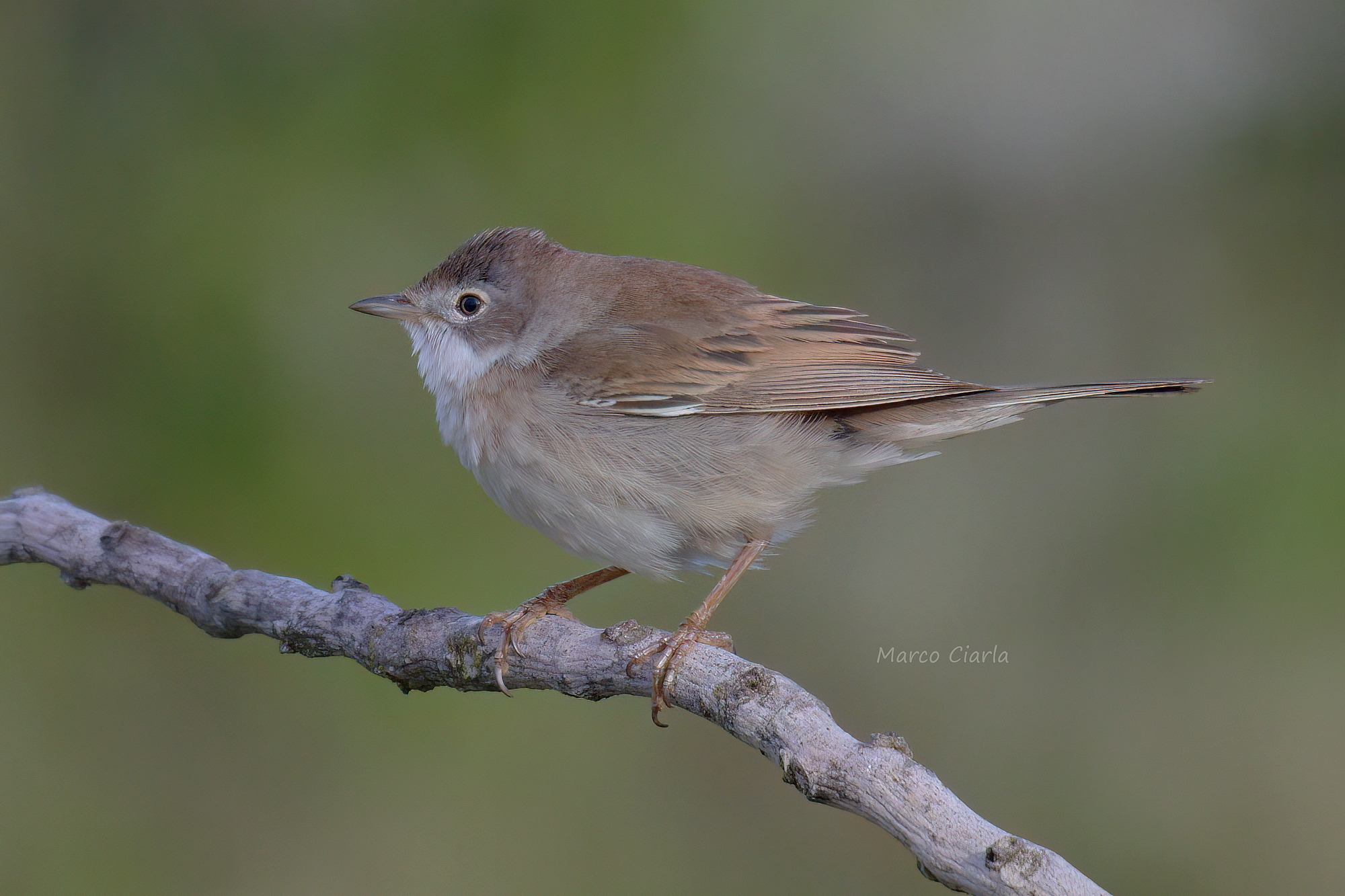 Sterpazzola (Sylvia communis)