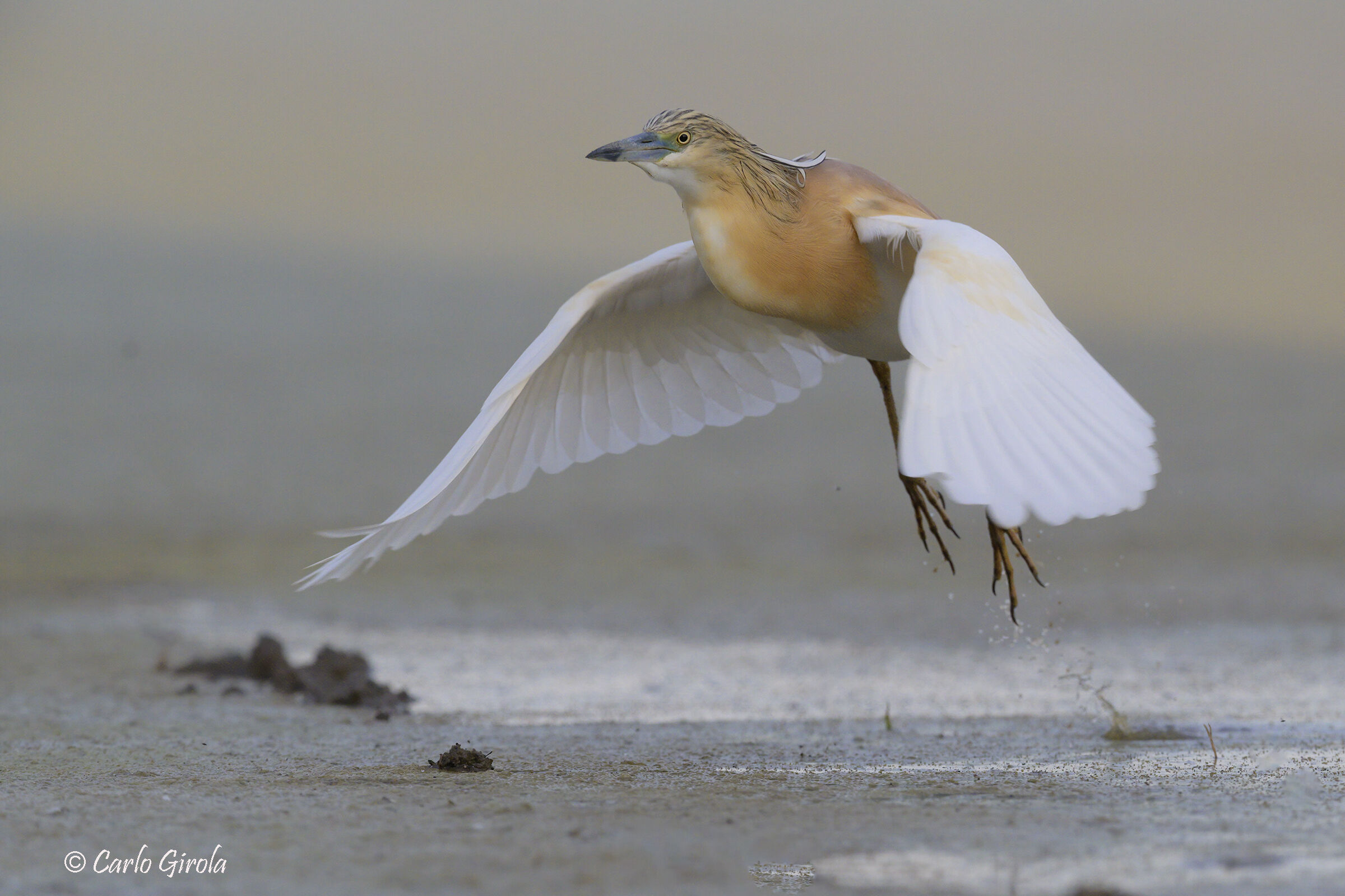 Sgarza ciuffetto (Ardeola ralloides)