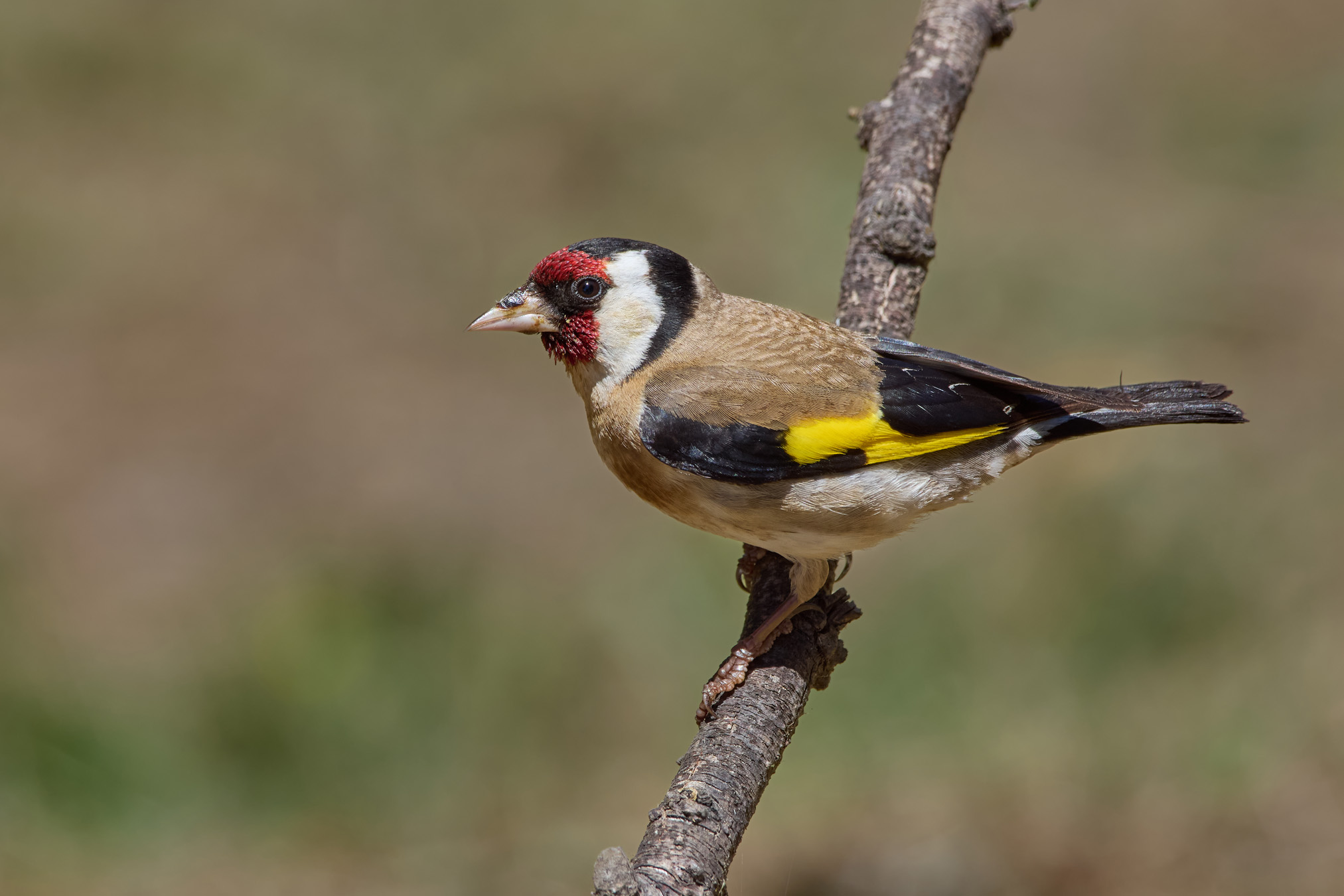 Cardellino europeo