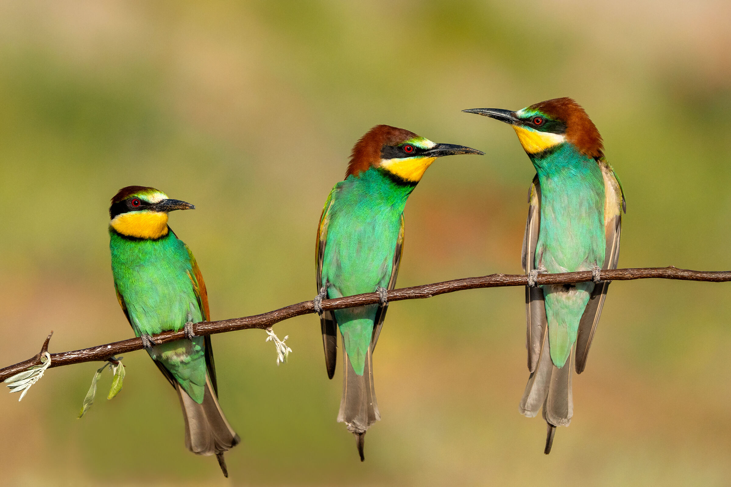 Bee-eaters