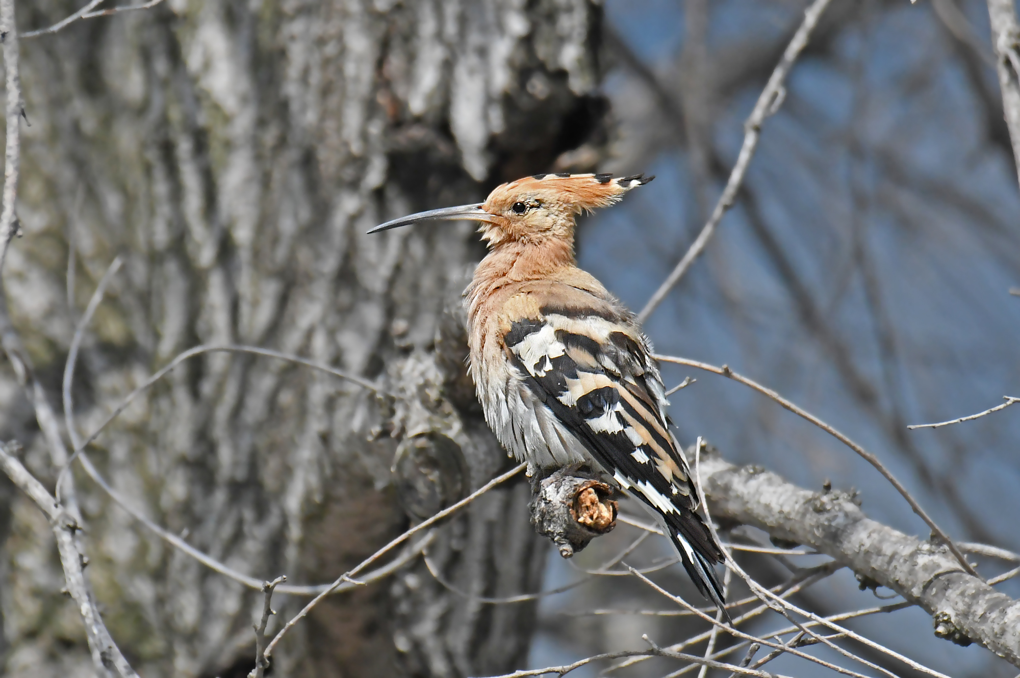 HOOPOE