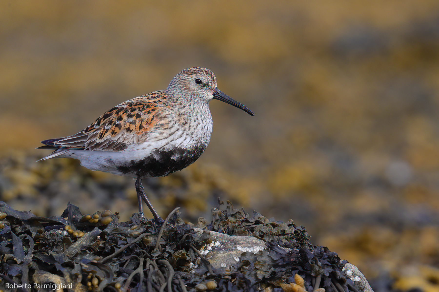 Piovanello pancianera (abito estivo)