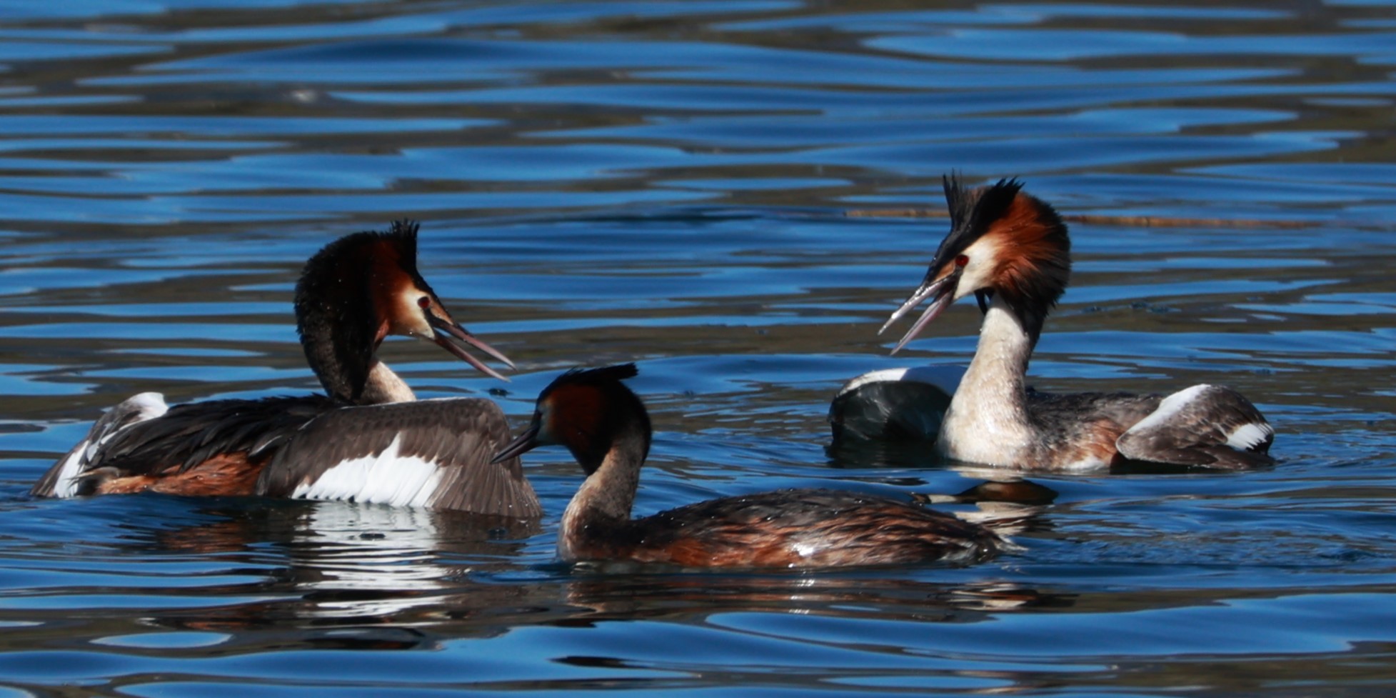 Two roosters in the henhouse.......