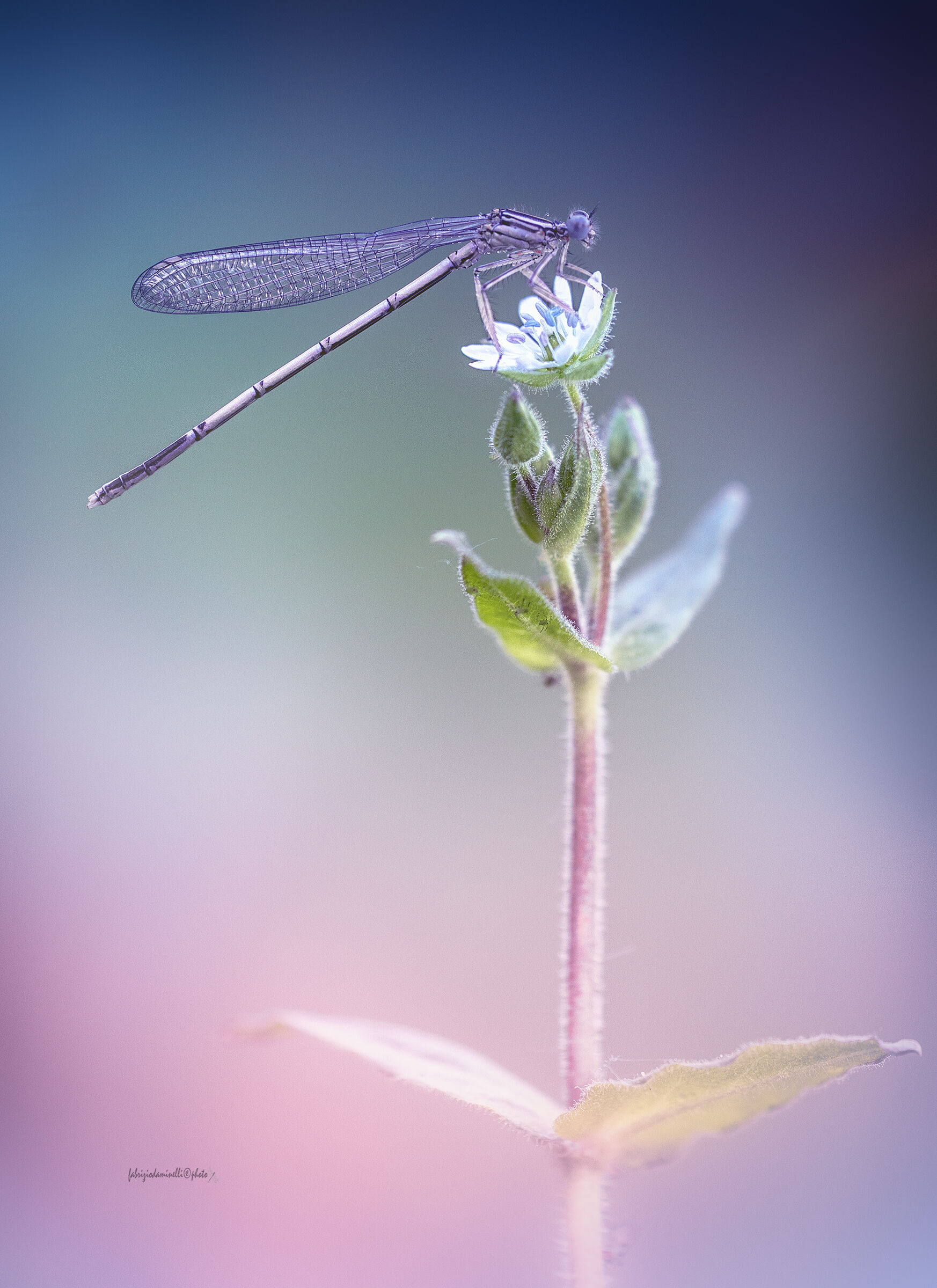Platycnemis pennipes