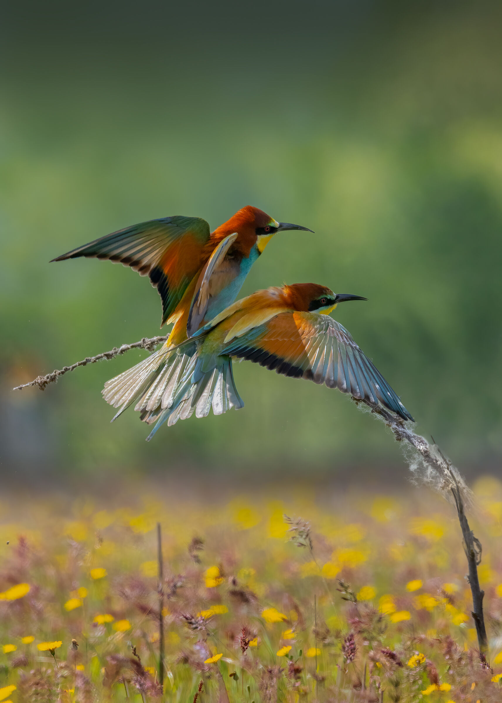 Maggio 2024: i Gruccioni formano le coppie