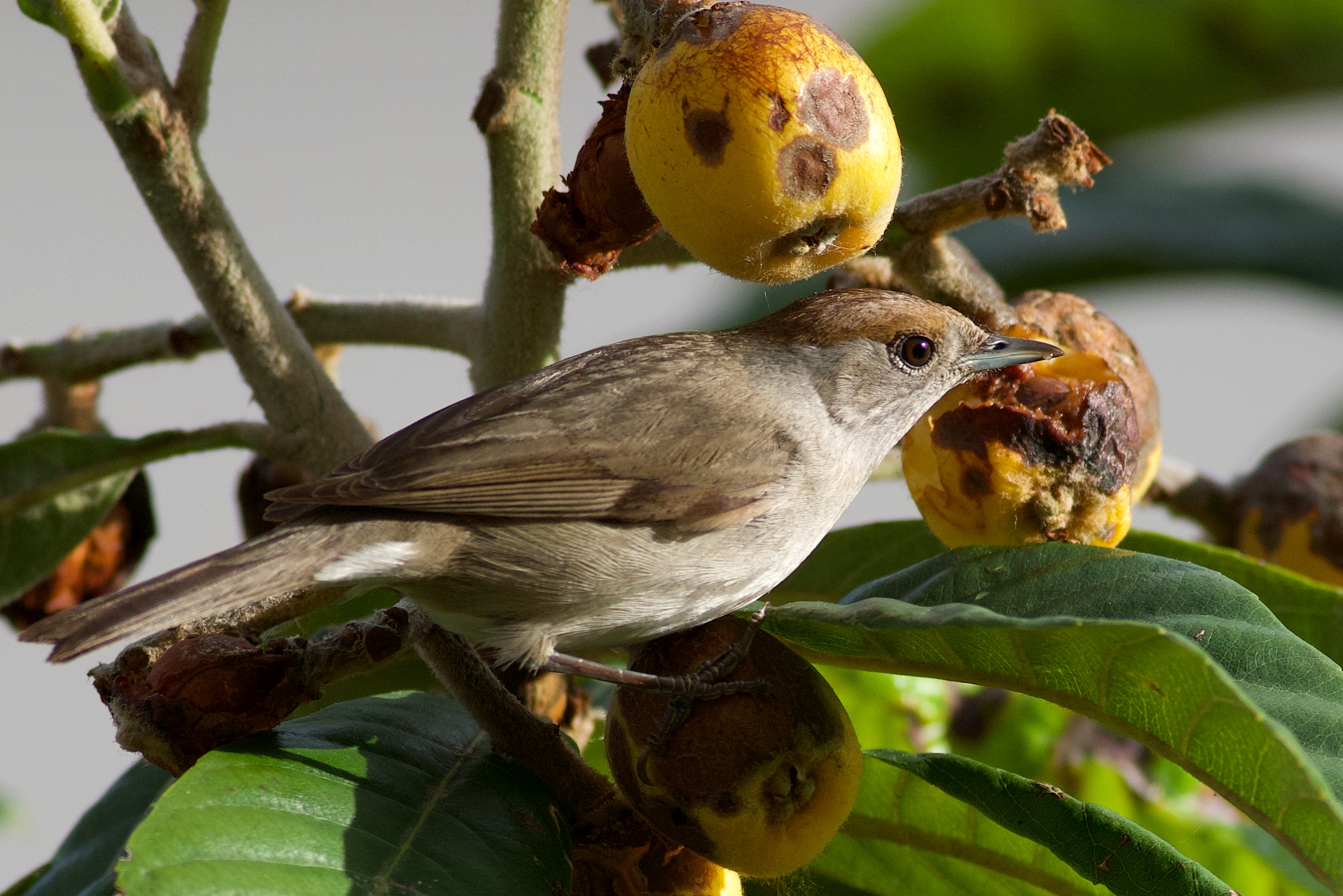 Blackcap
