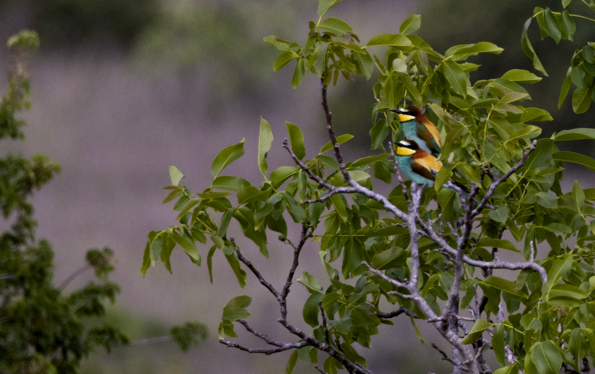European bee-eater