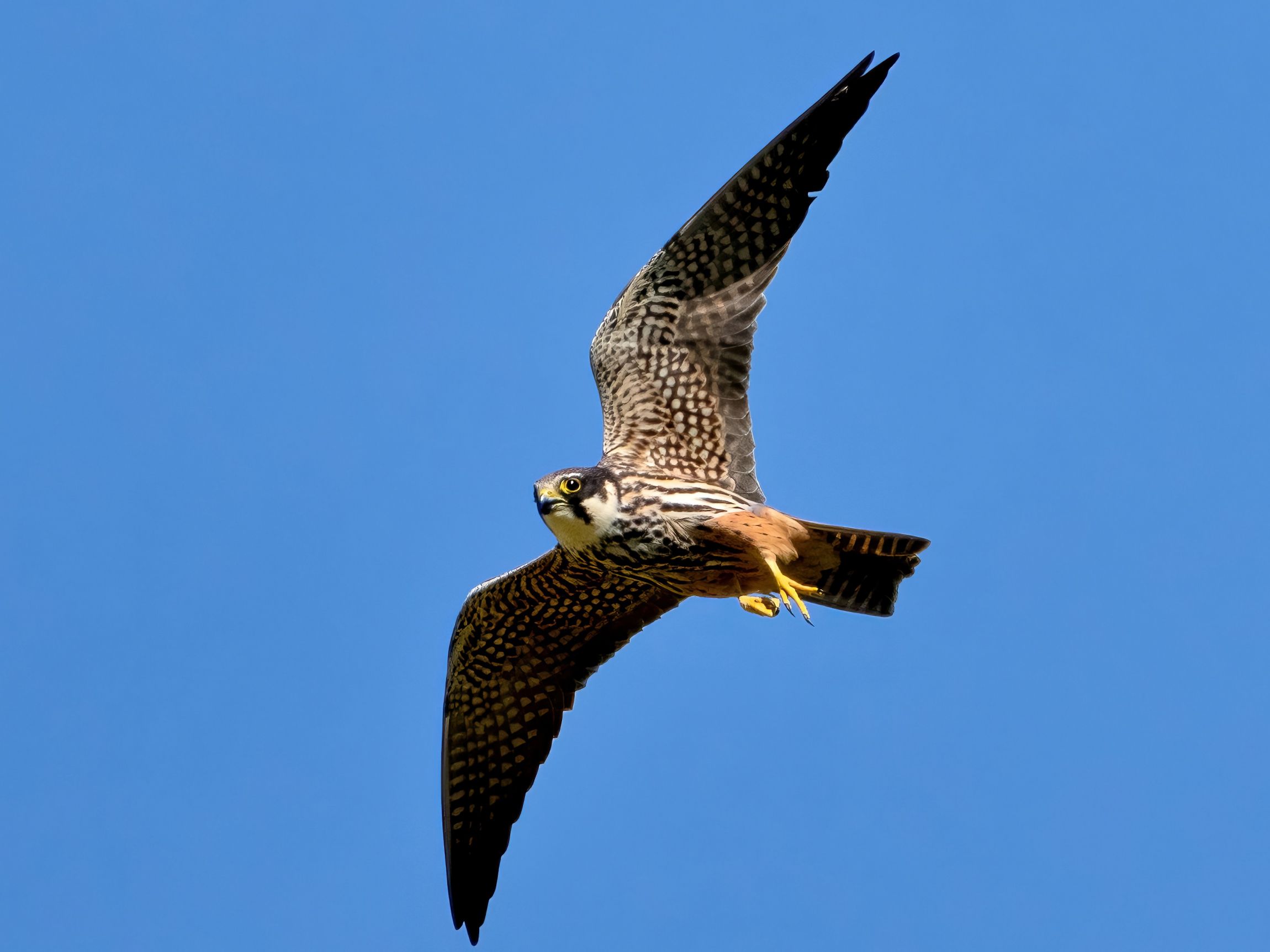 Hobby (Falco subbuteo)
