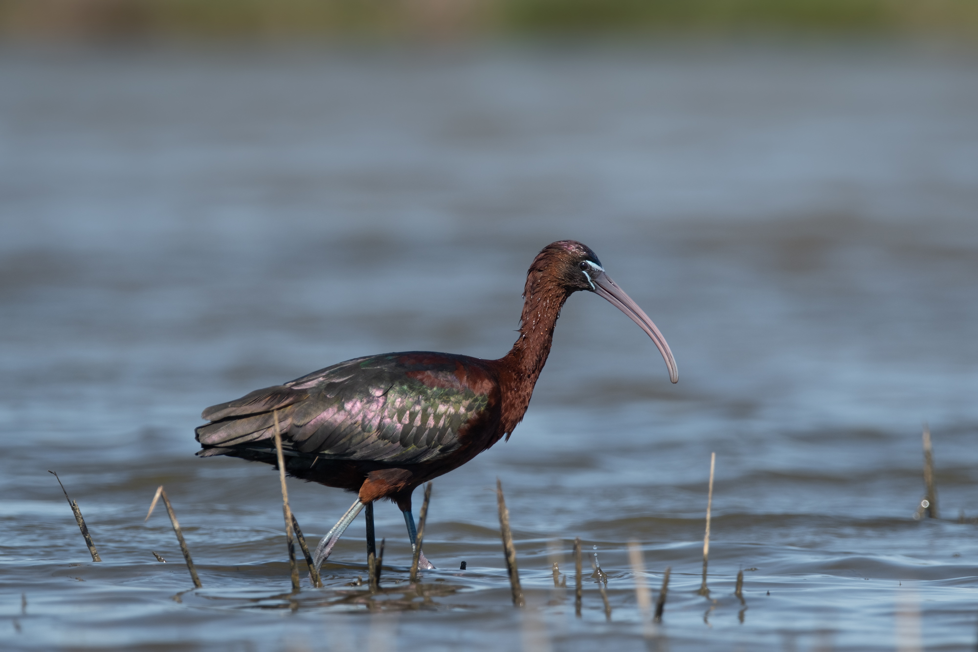 glossy ibis