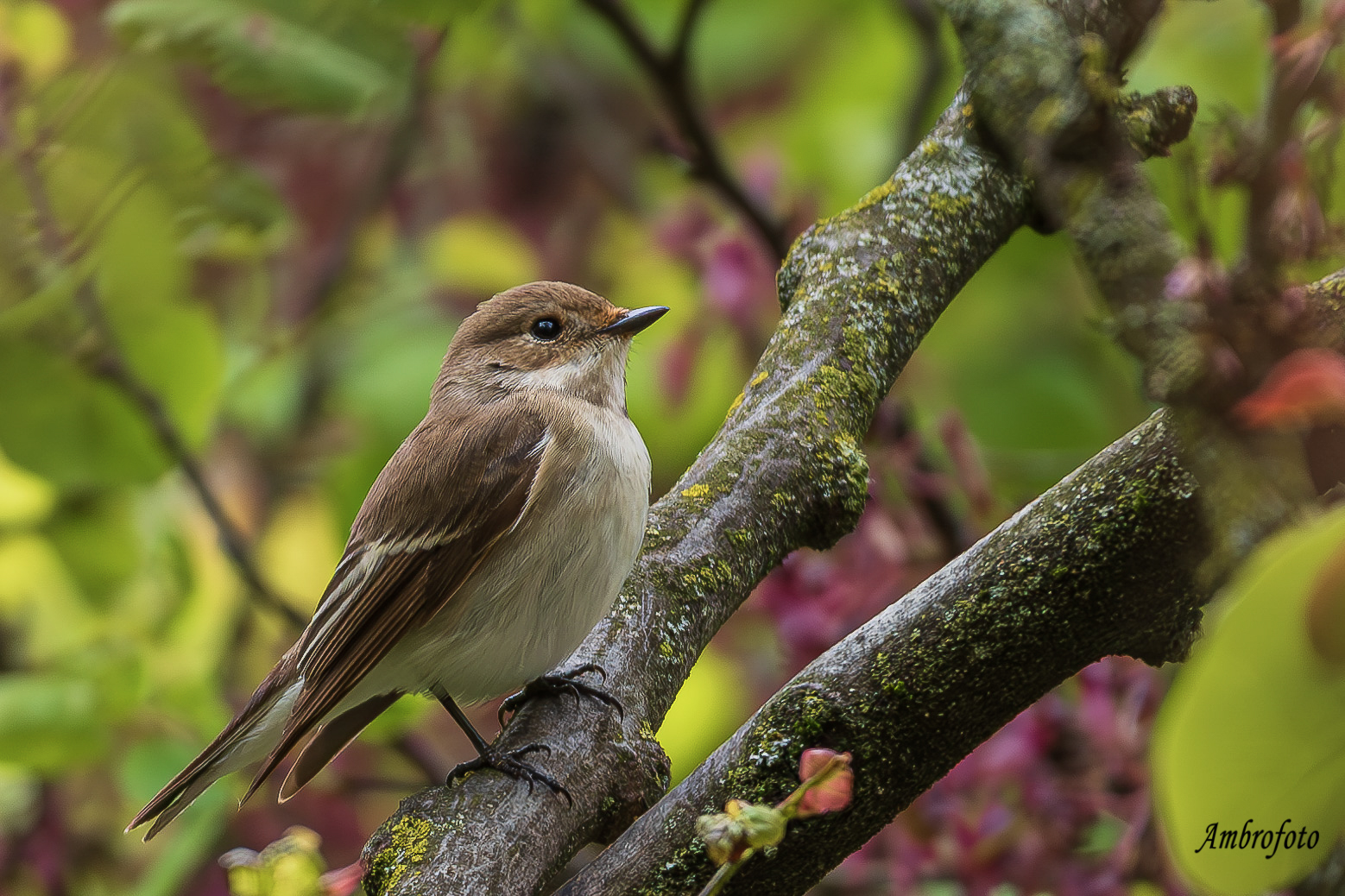 Black Flycatcher F