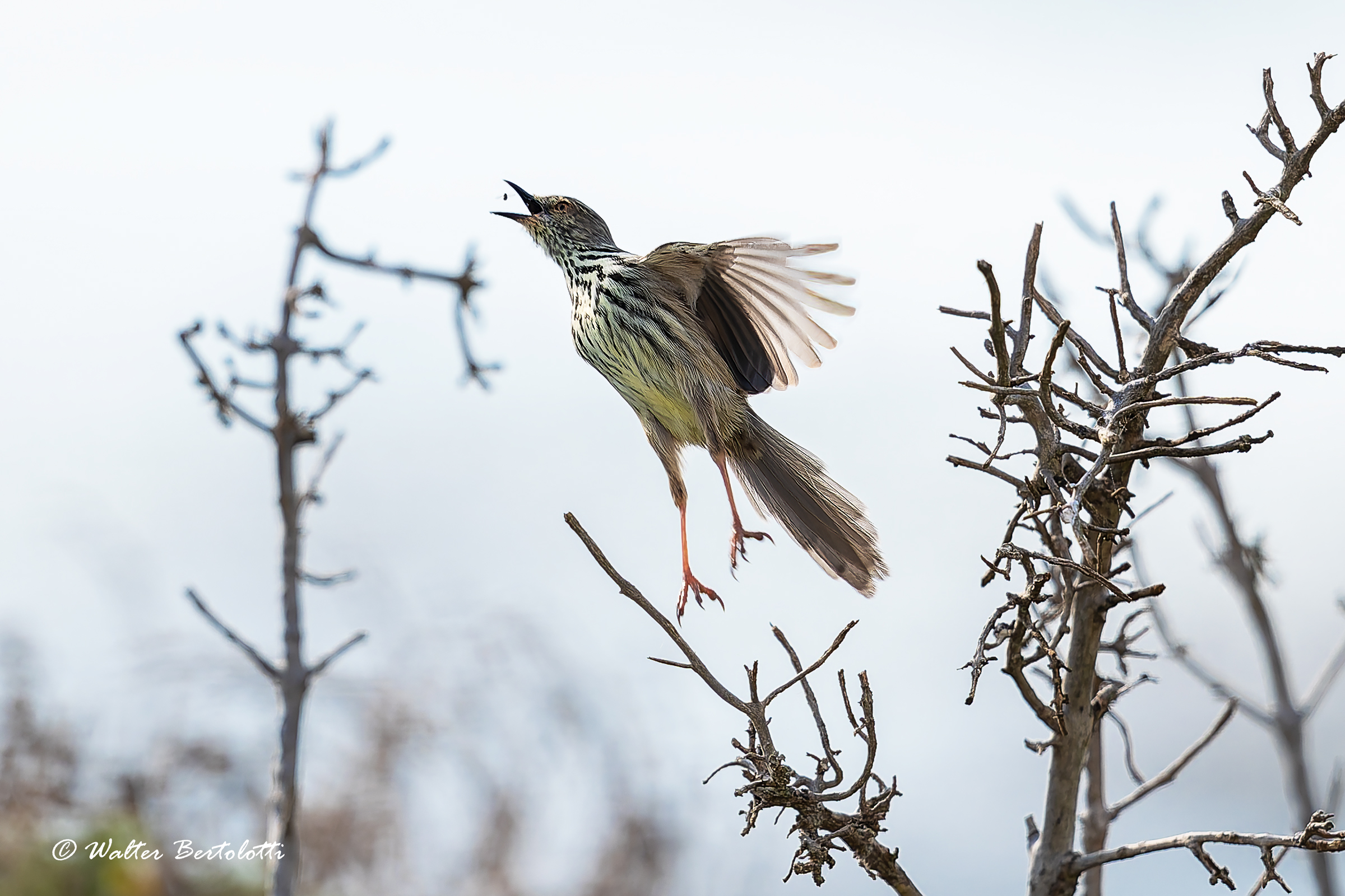 Prinia del karoo in caccia