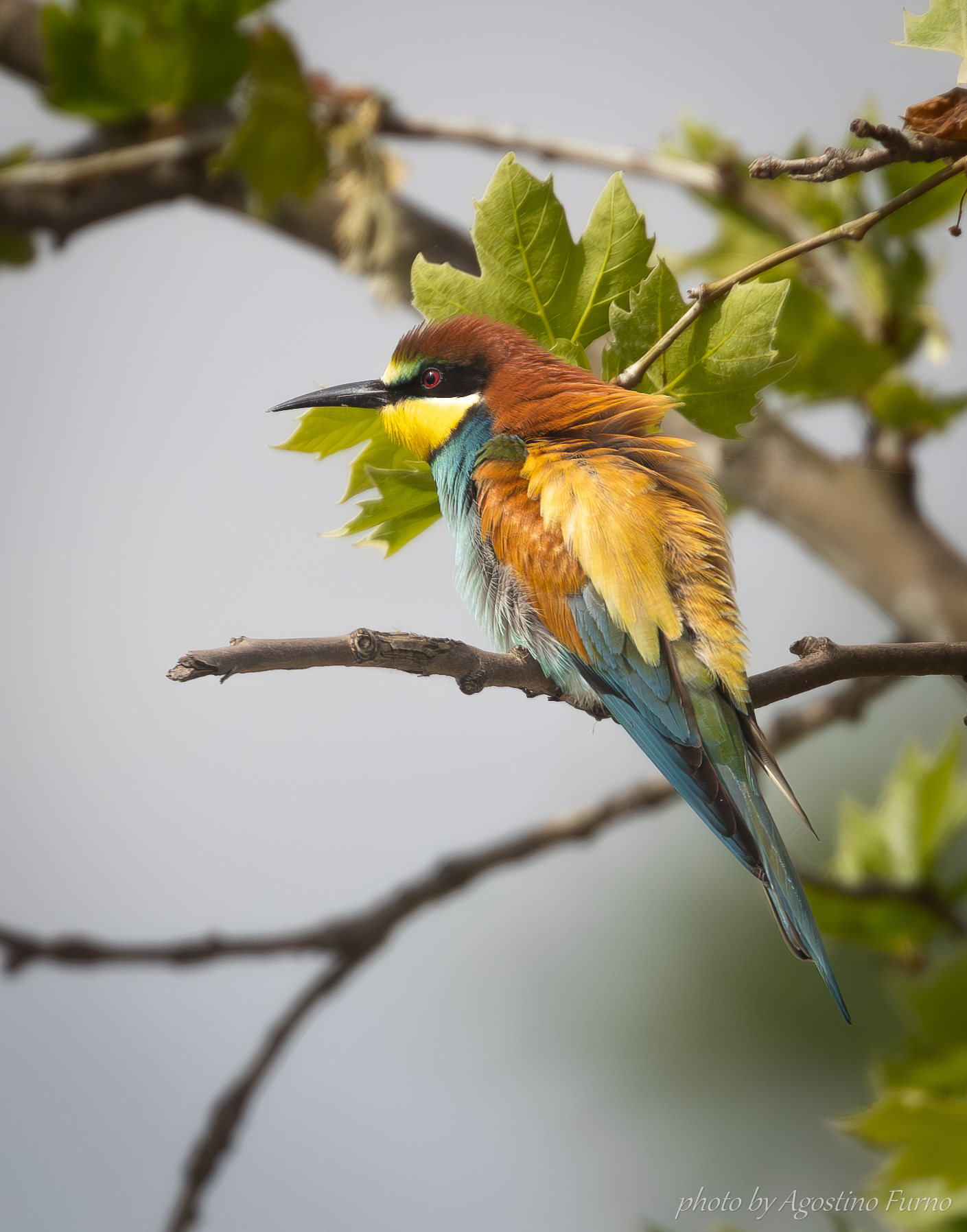 Bee-eater