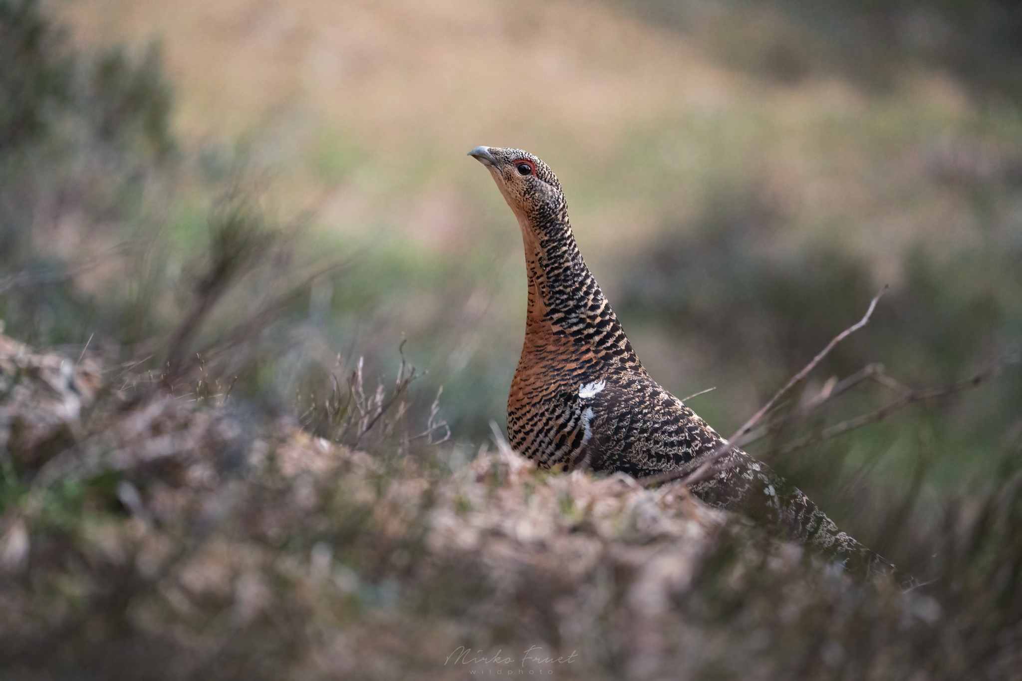 Gallo cedrone femmina