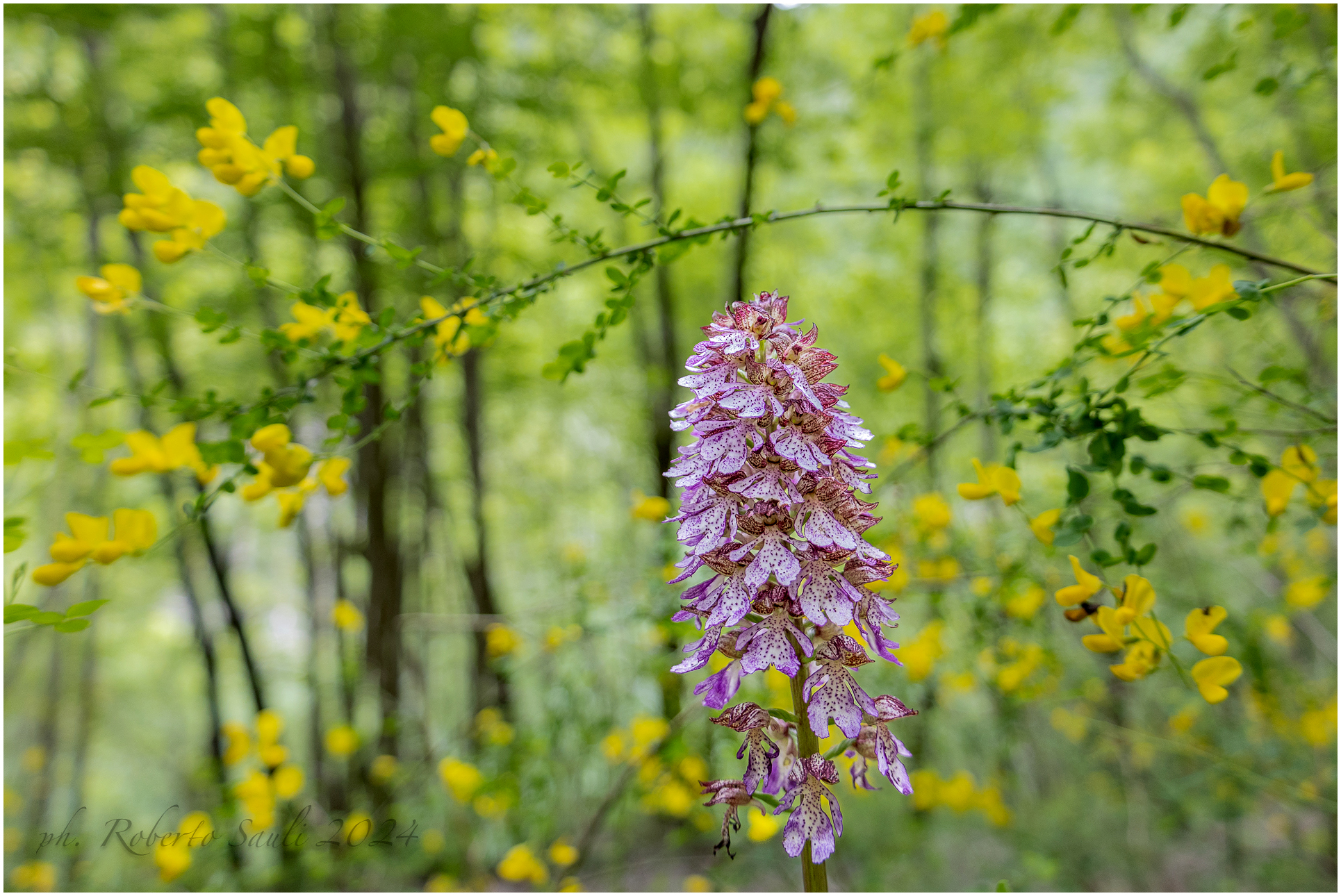 Orchis purpurea
