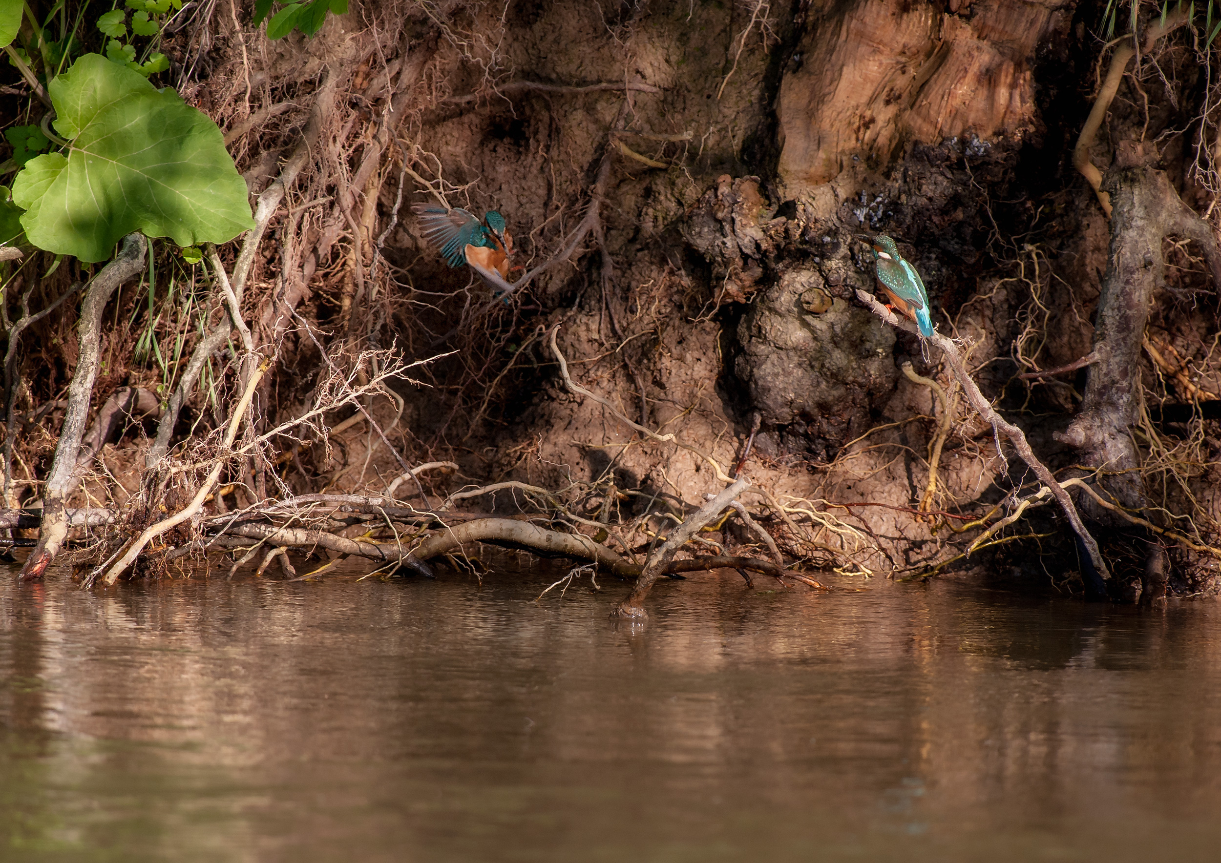 martinis at the nest 2