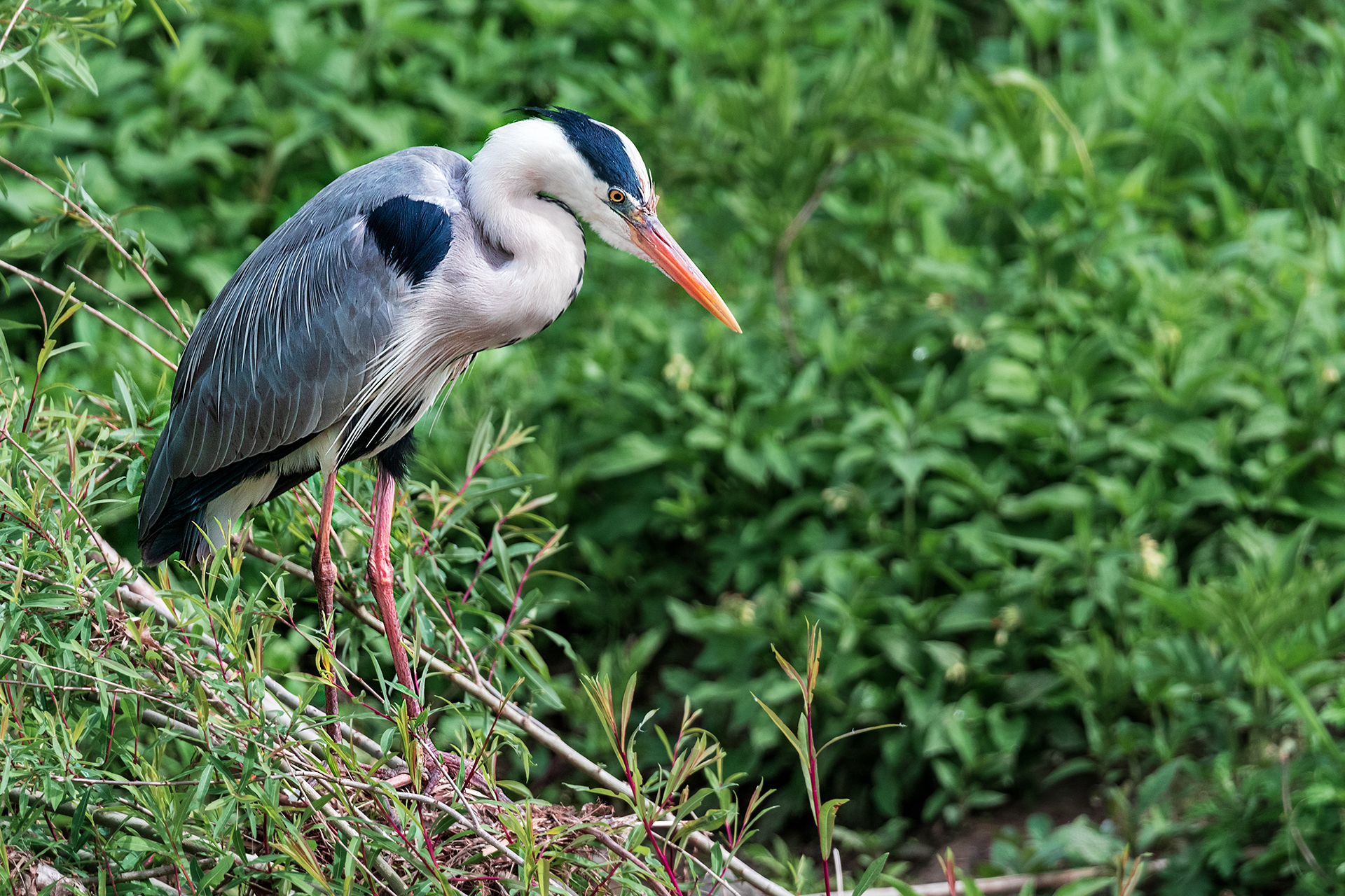 Heron