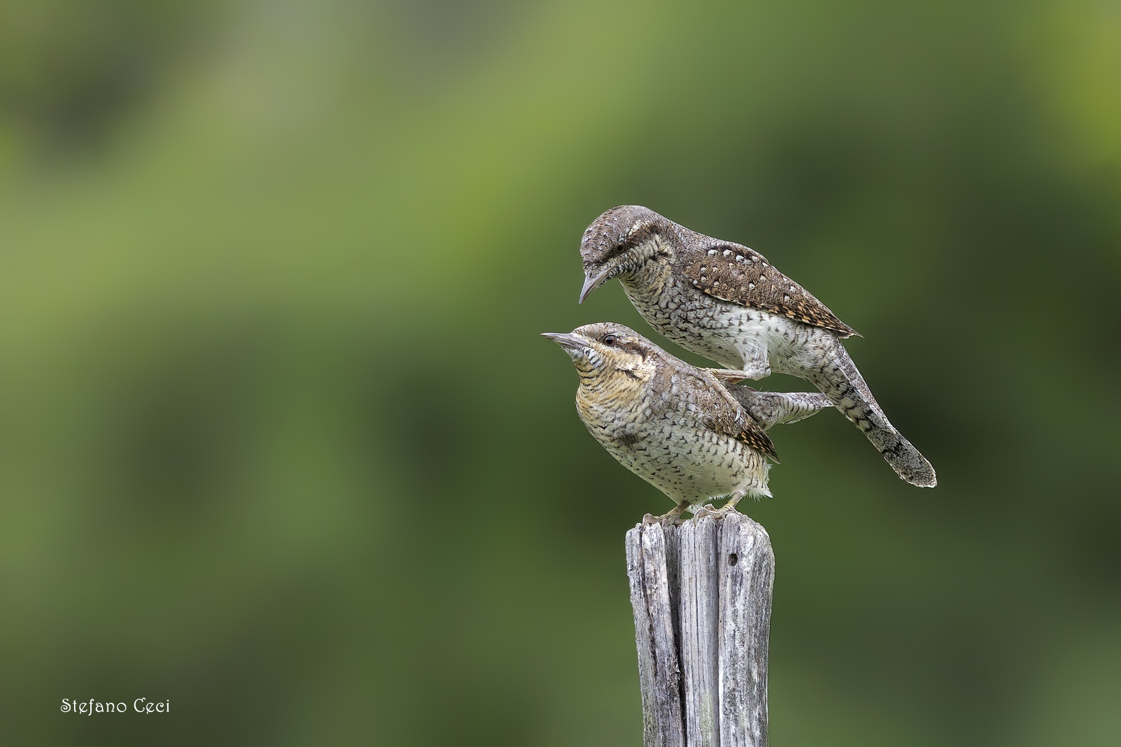 Wryneck