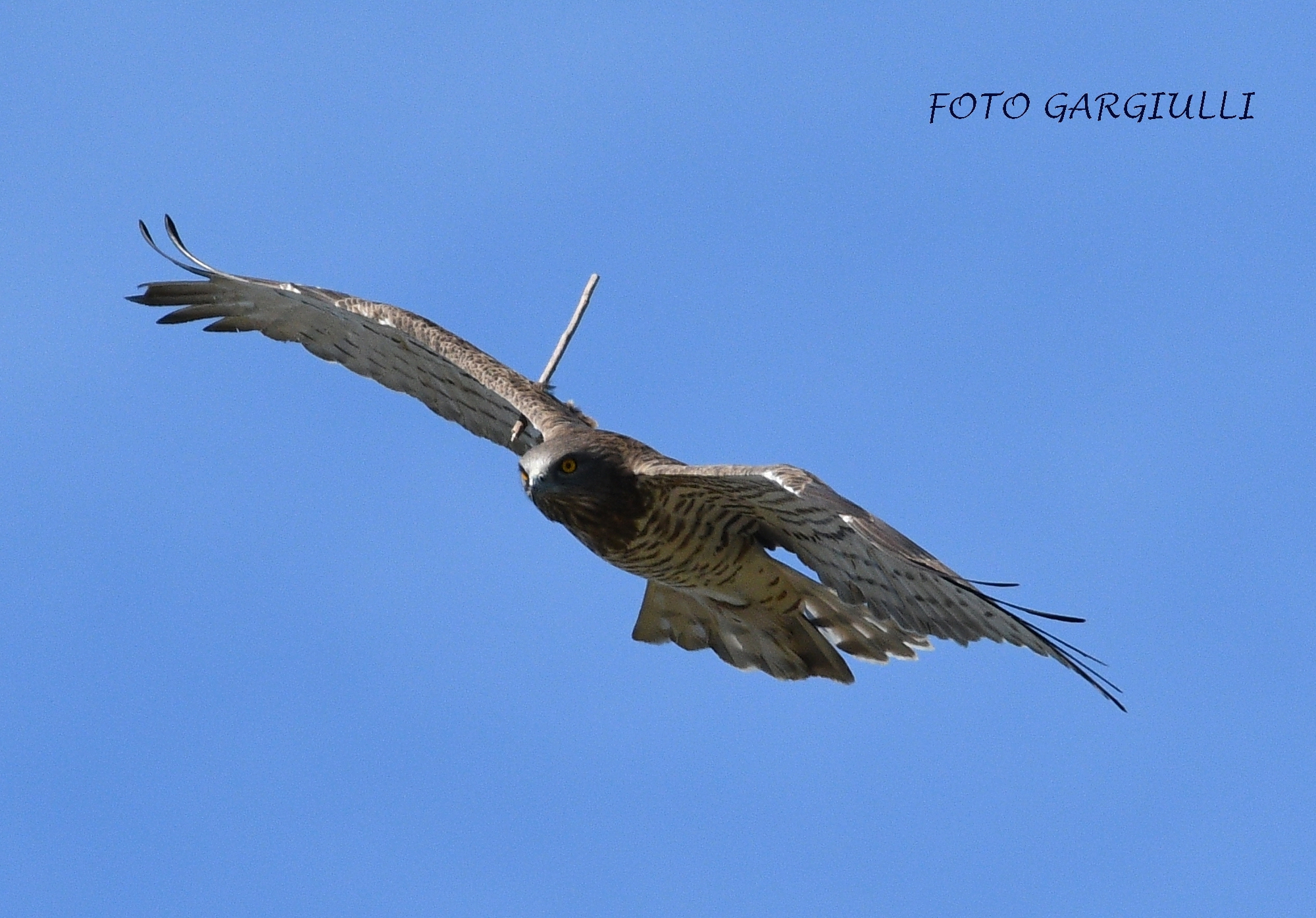 Wounded Short-toed Eagle