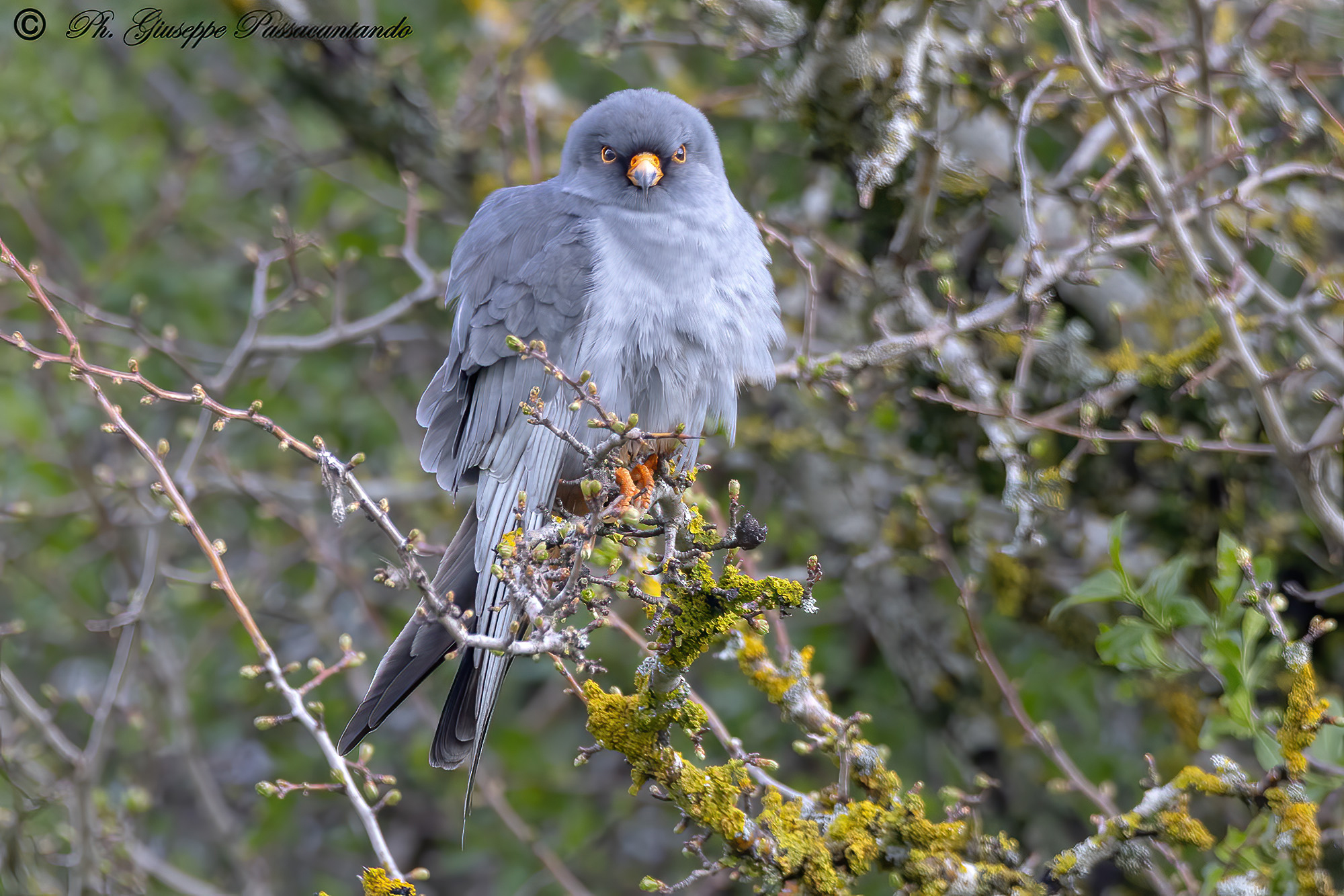 Male Cuckoo Falcon