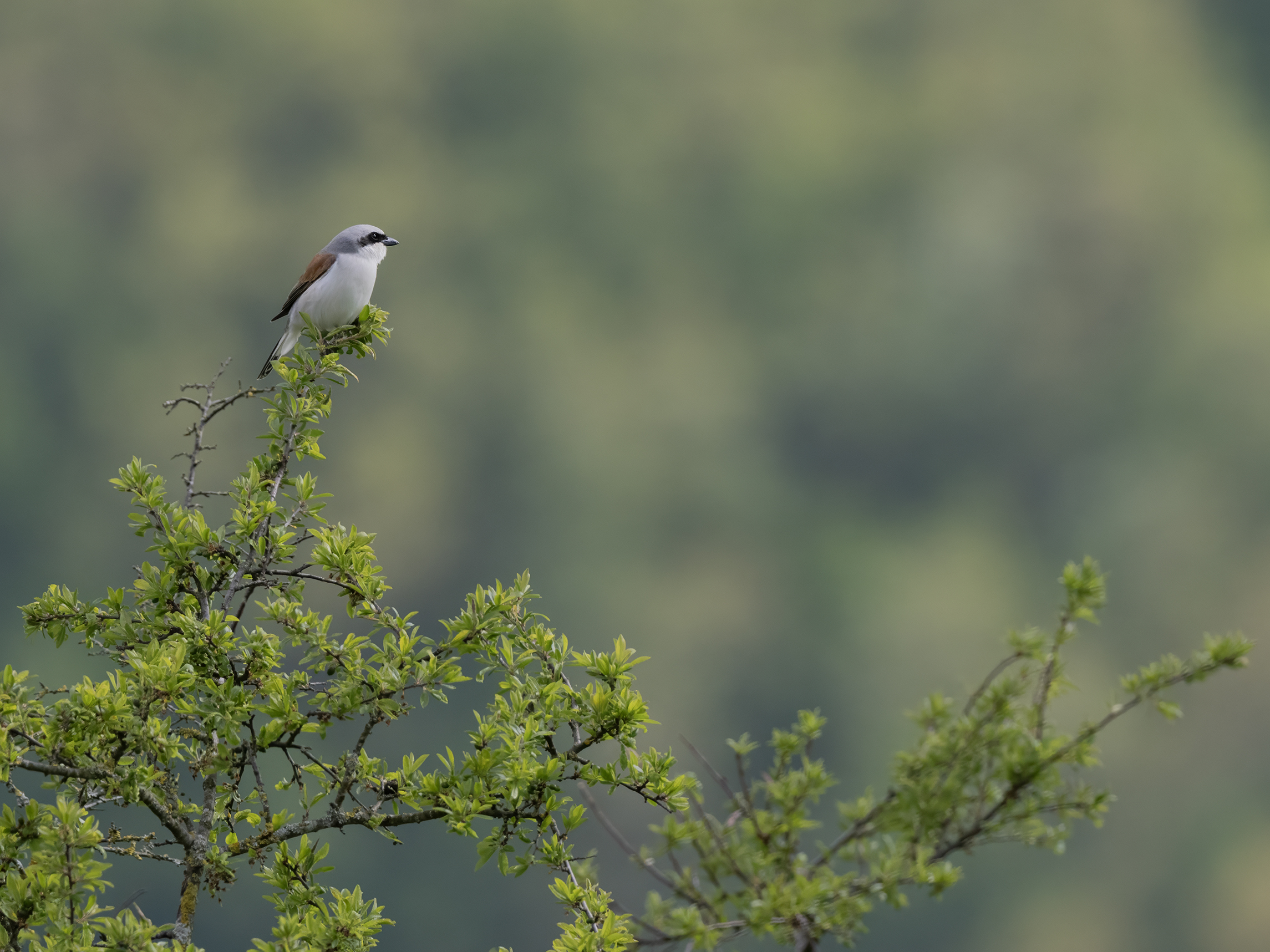 Red-backed shrike