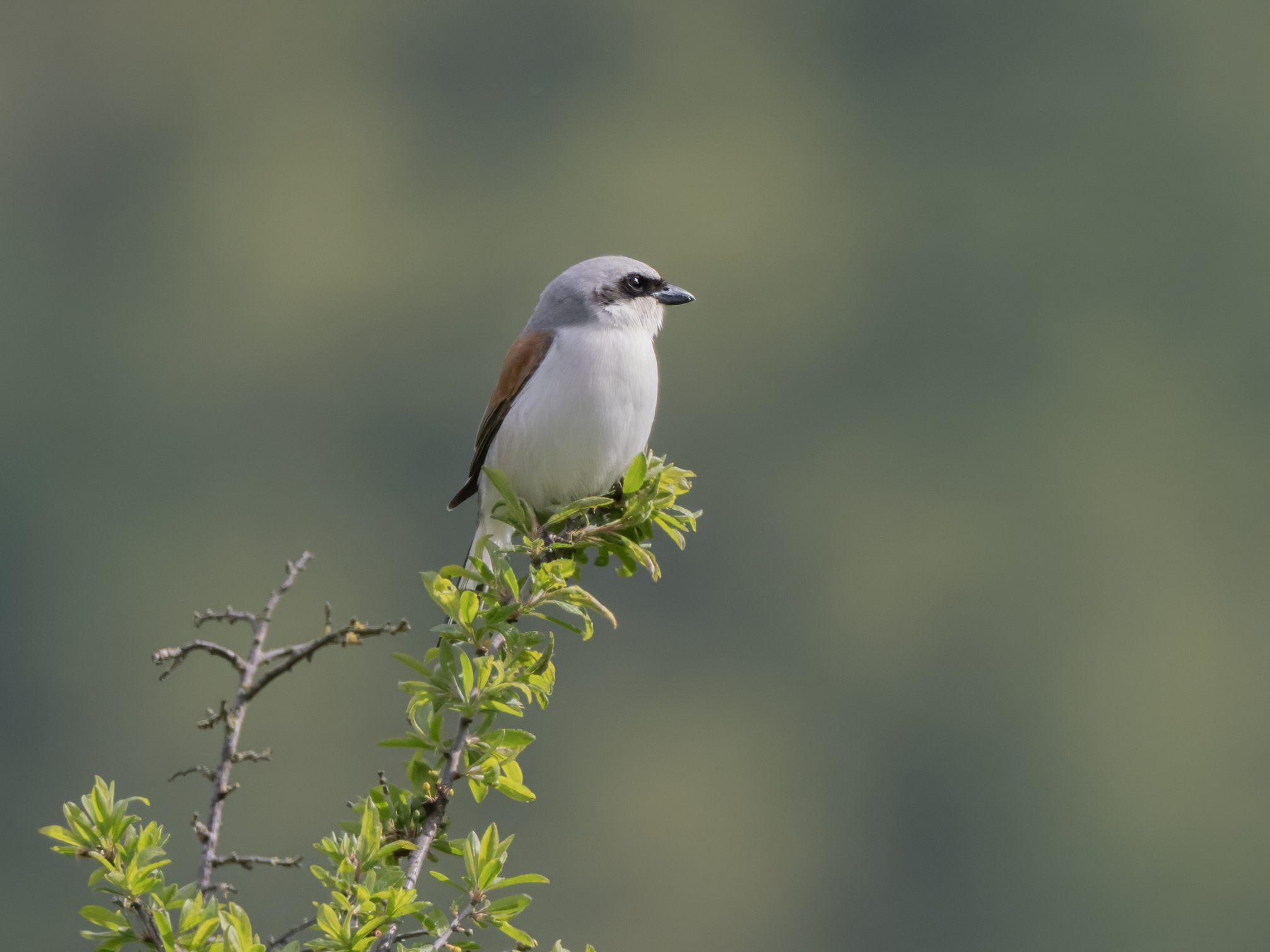 Red-backed shrike