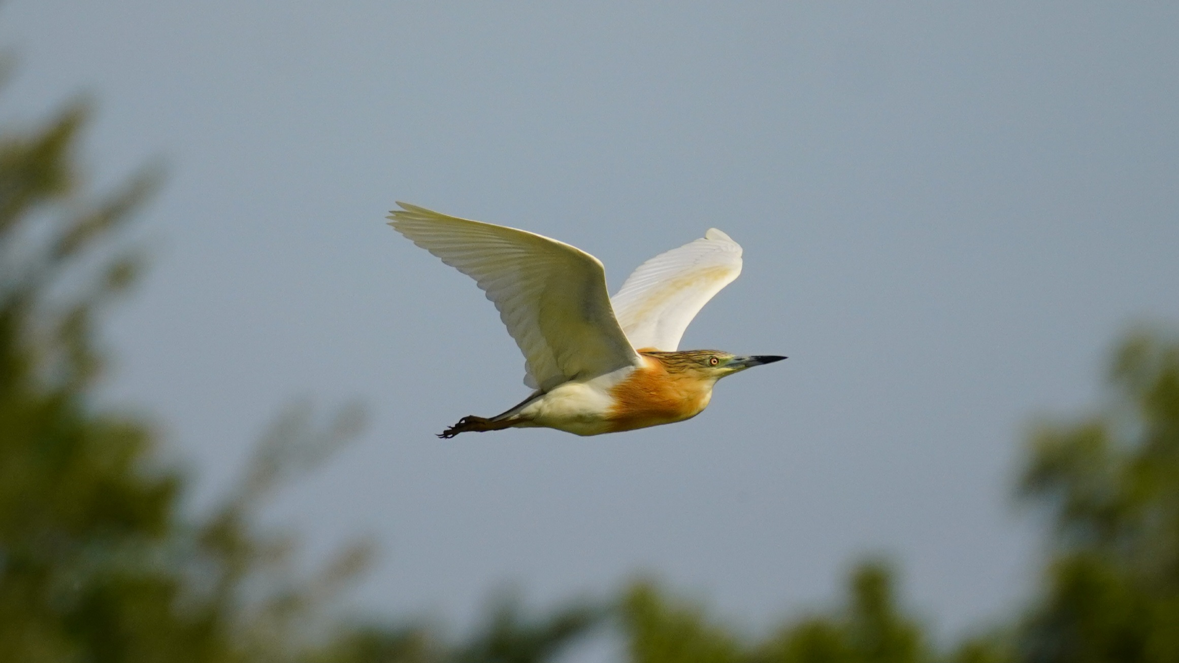 Squacco heron