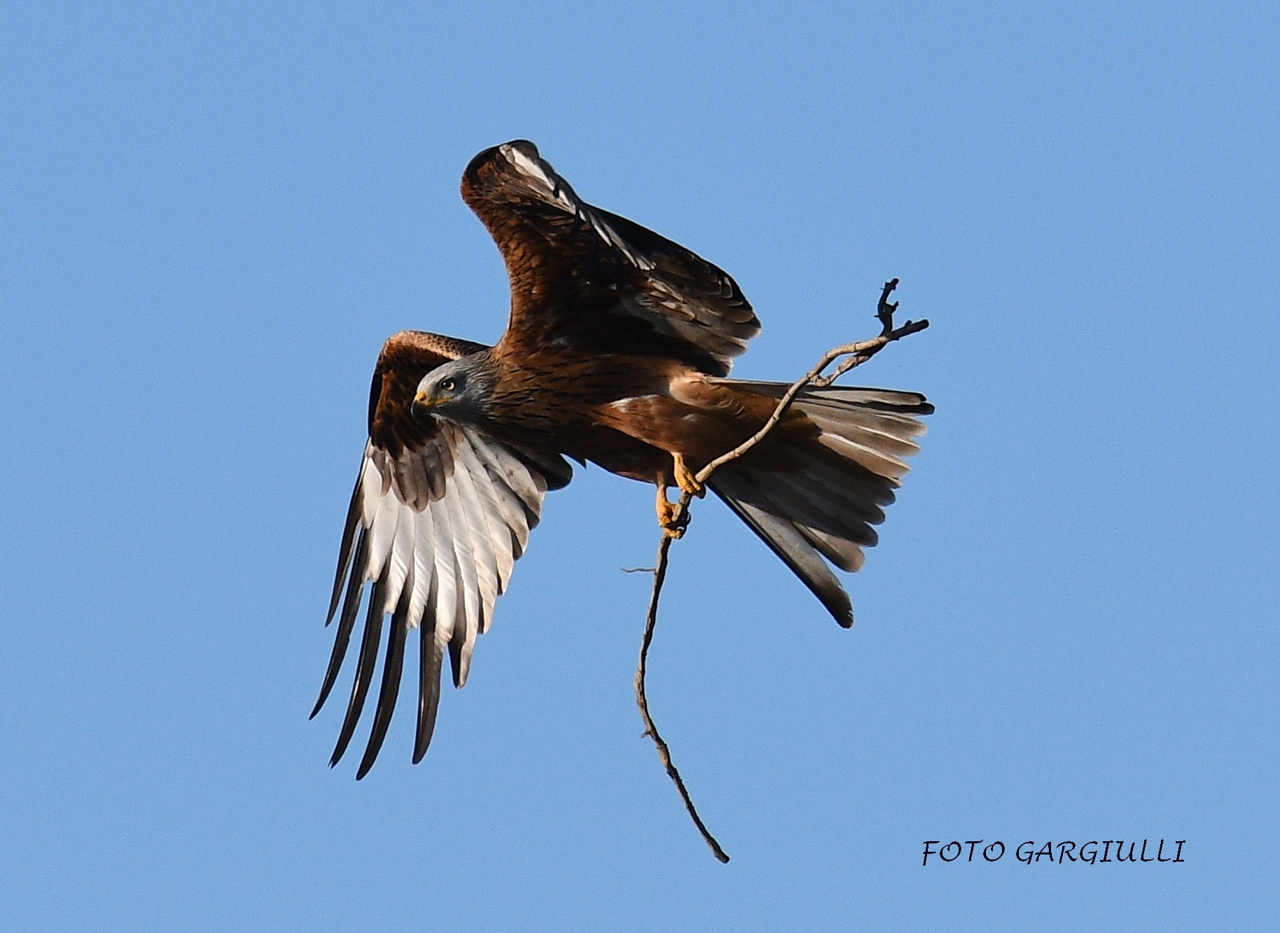 Red kite