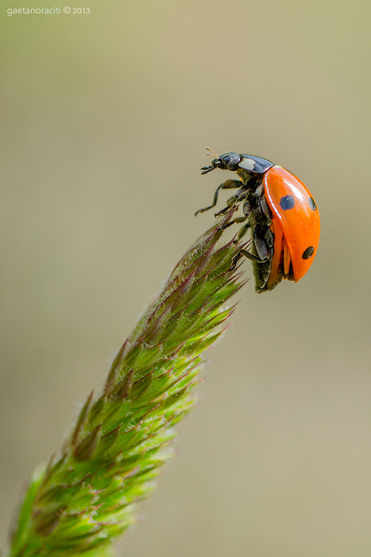 Coccinella septempunctata