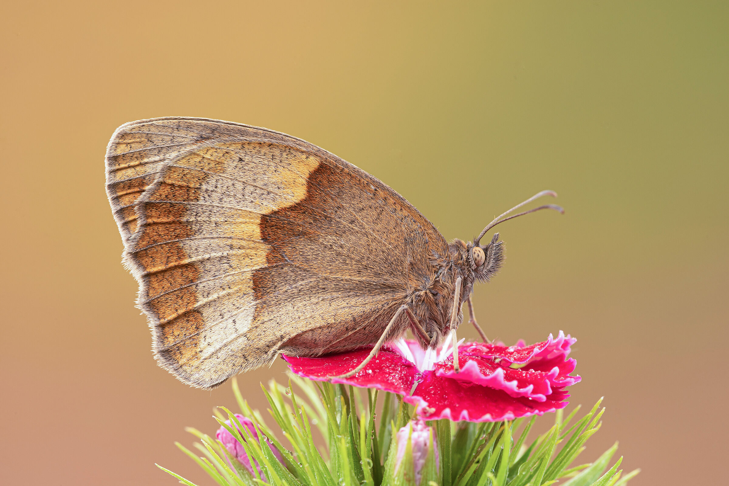 Maniola jurtina