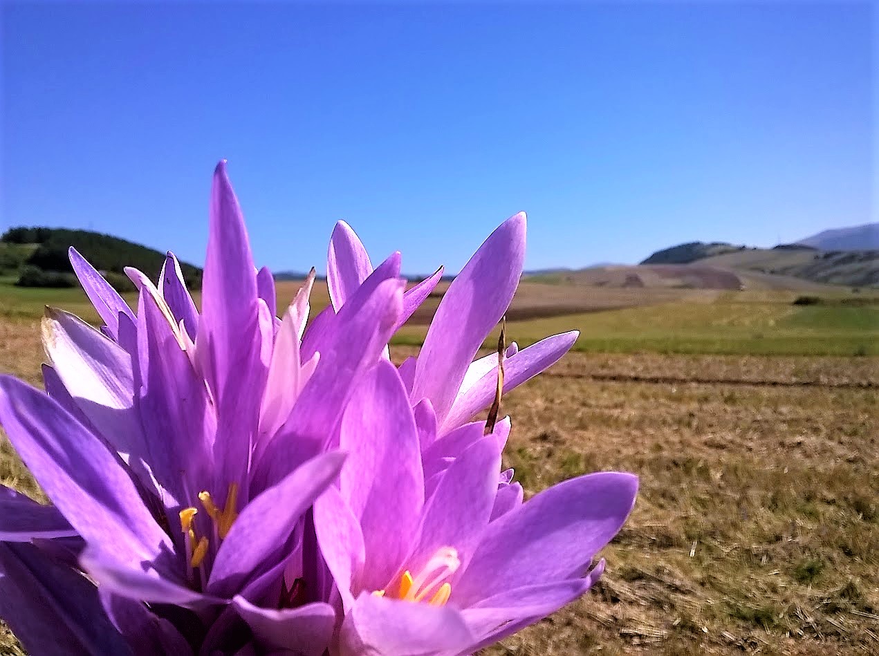 spring