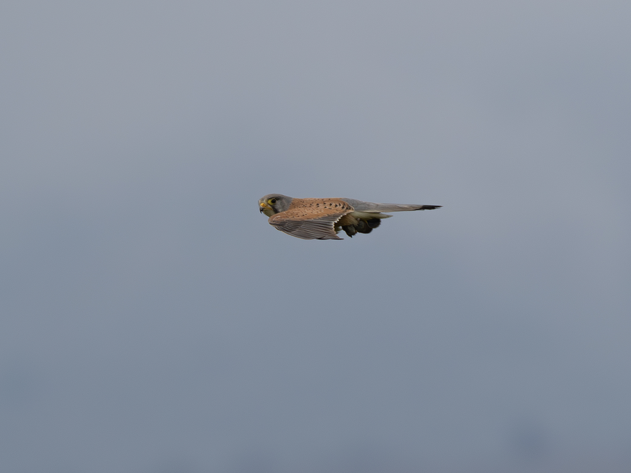 Kestrel