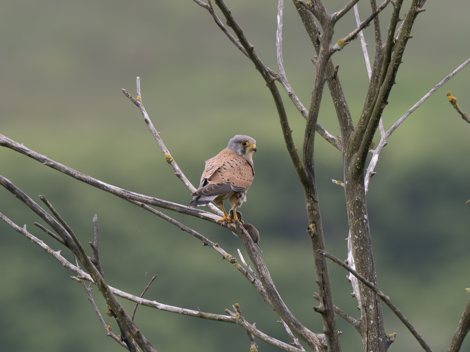 Kestrel